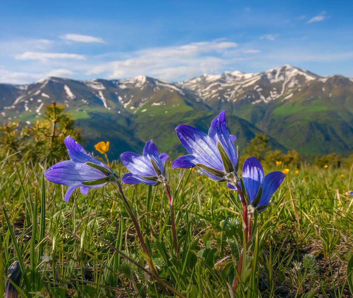 Весна в горах Горы гора Архыз альпийские луг колокольчик цветы цветущие луга цветок весна в горах облака Северный Кавказ вершины