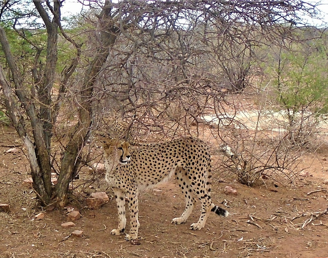 Намибия. Гепард. гепард намибия африка