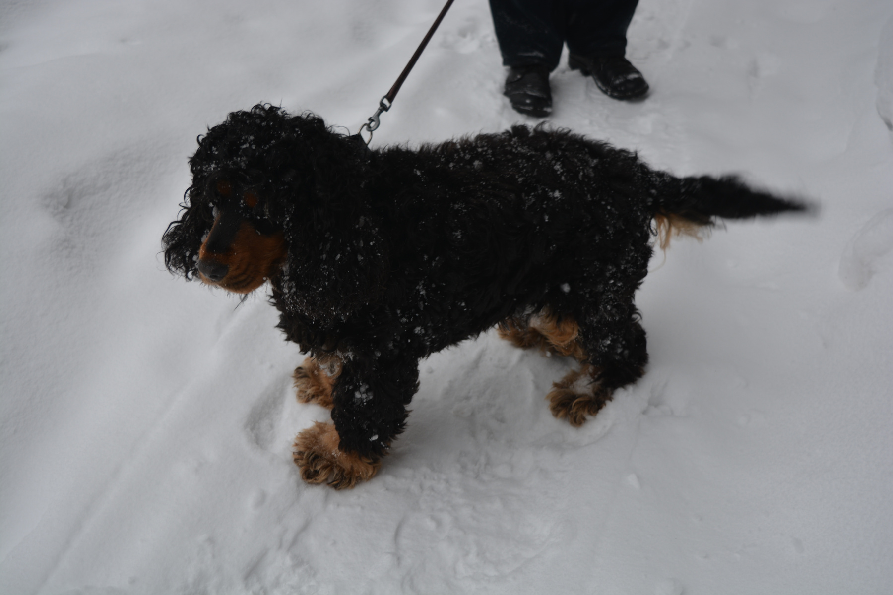 собака собака снег