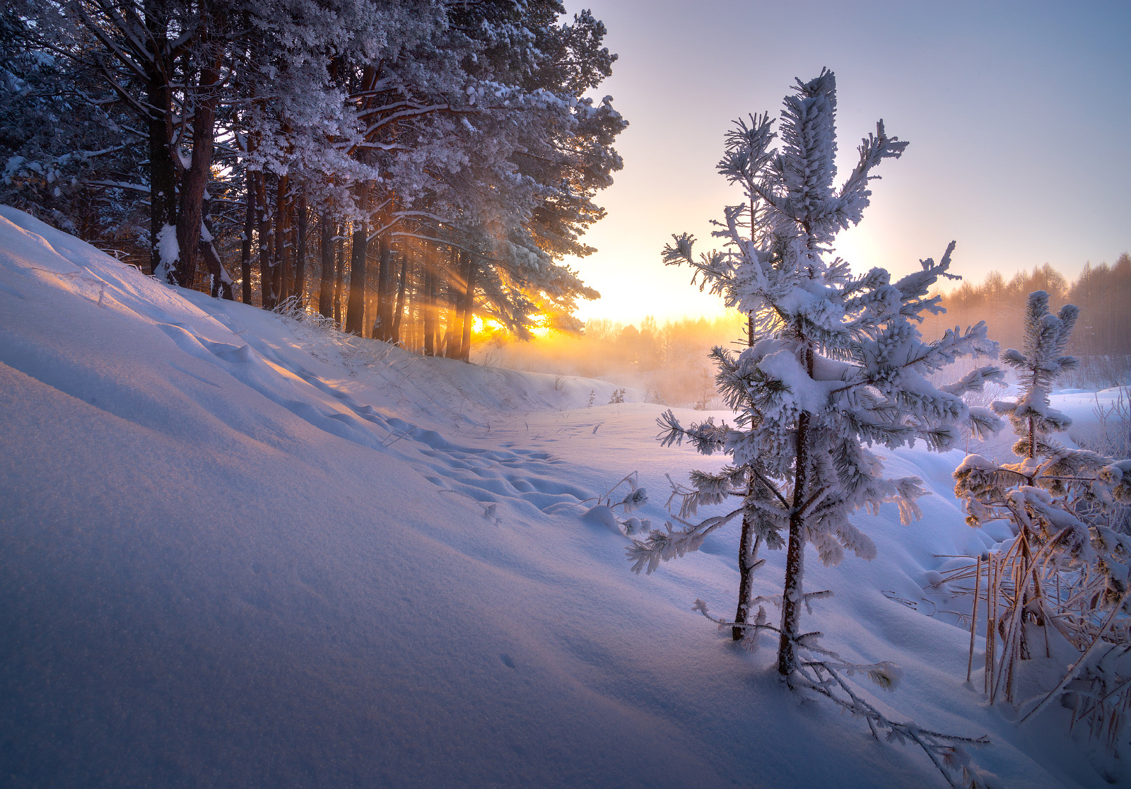 Морозным утром пейзаж зима природа деревья снег