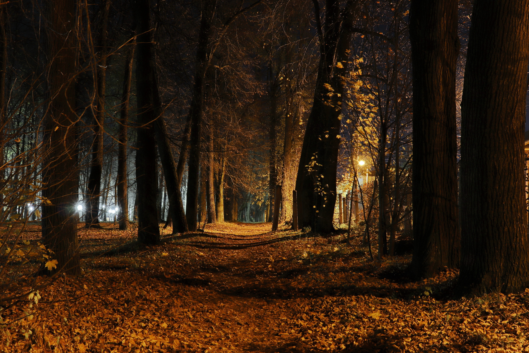 Ночная аллея, покрытая осенними листьями. Шуя Ивановская область парк город ночь алея
