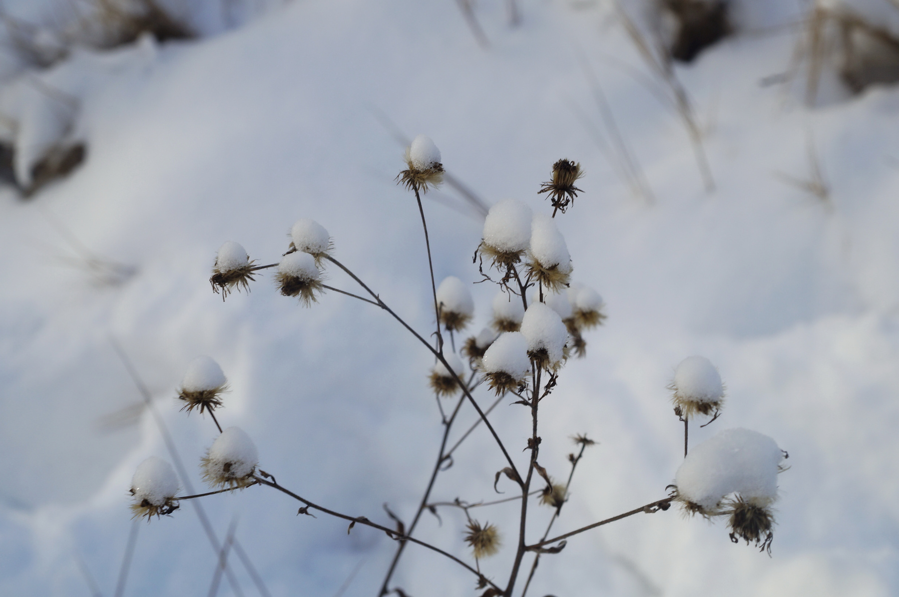 Зимние картинки зима сухая трава лес снег