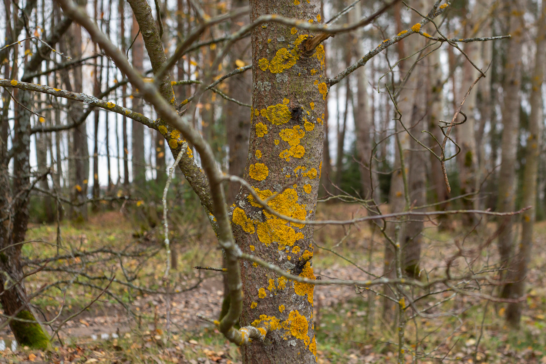 Абстрактная картина природными красками на дереве-холсте дерево природа абстракция картина лес мох wood nature paint