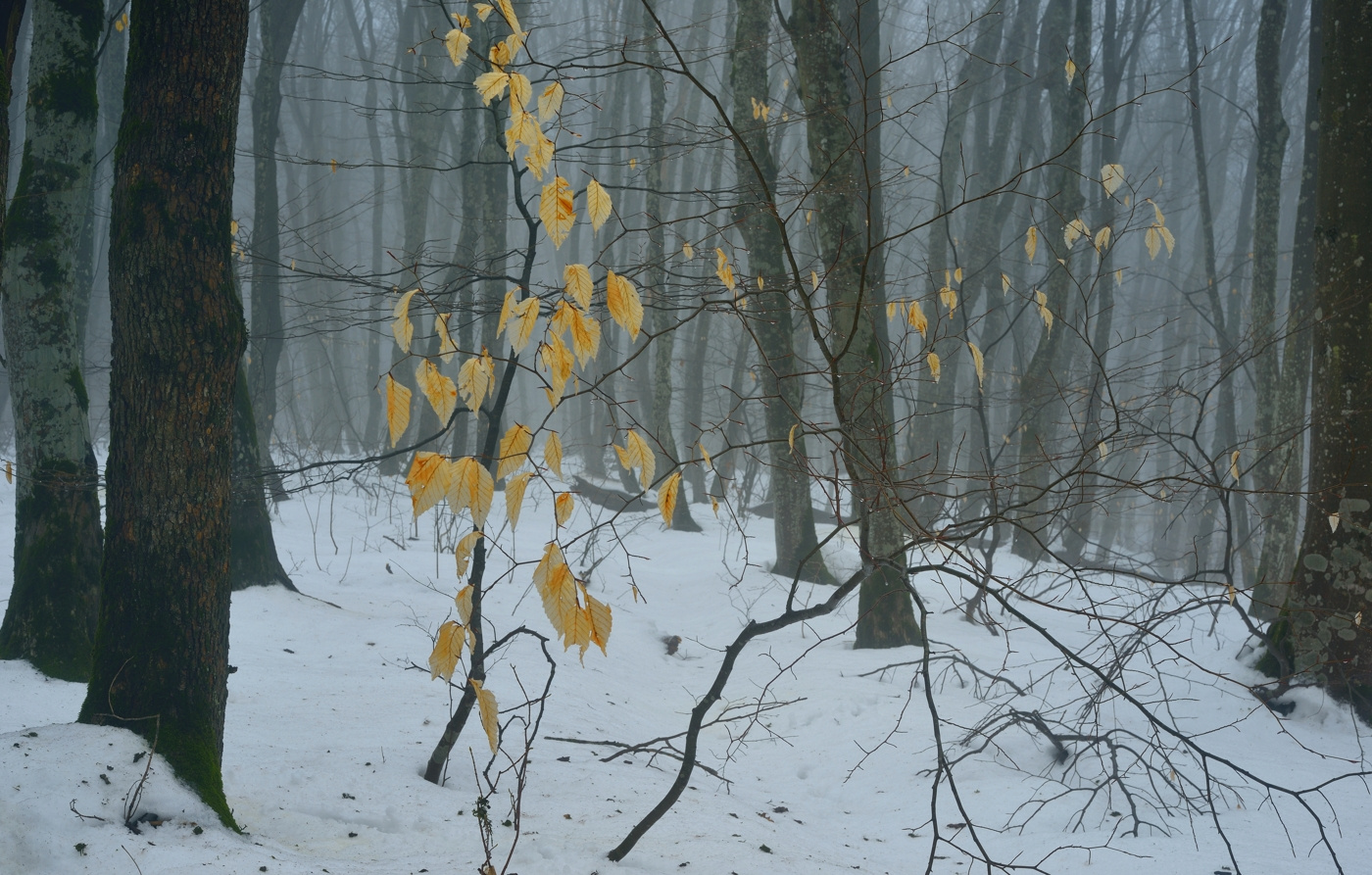 Воспоминание об осени зима лес снег листва