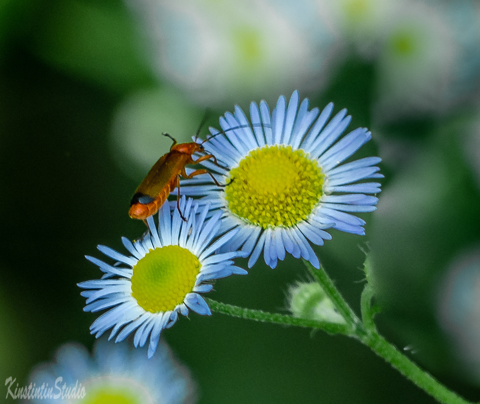 Ромашки и таракан... Ромашка таракан цветы полевые июль лето