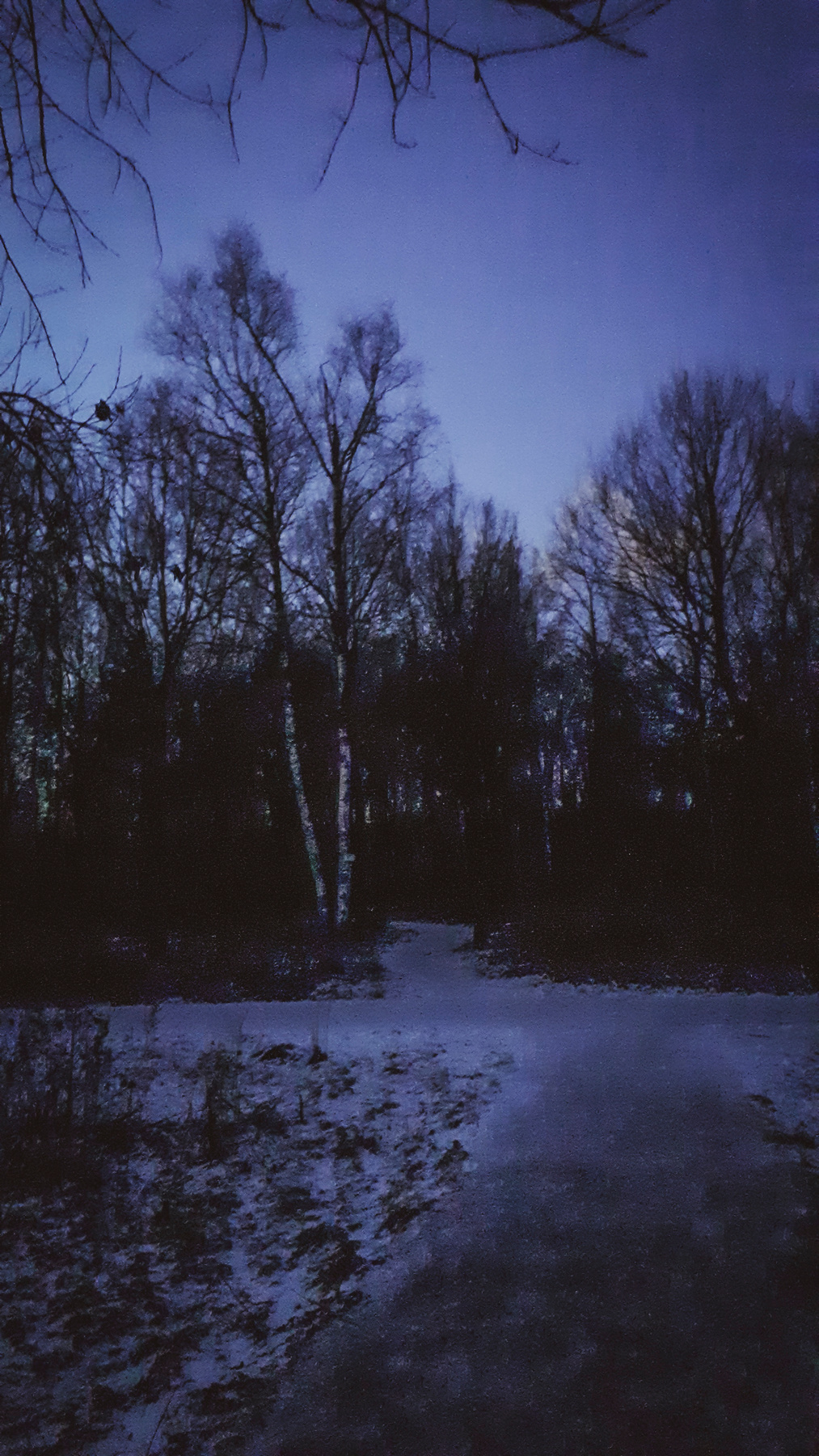 *** лес зима