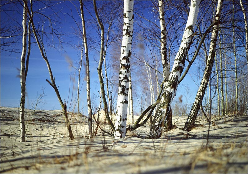 Родное 