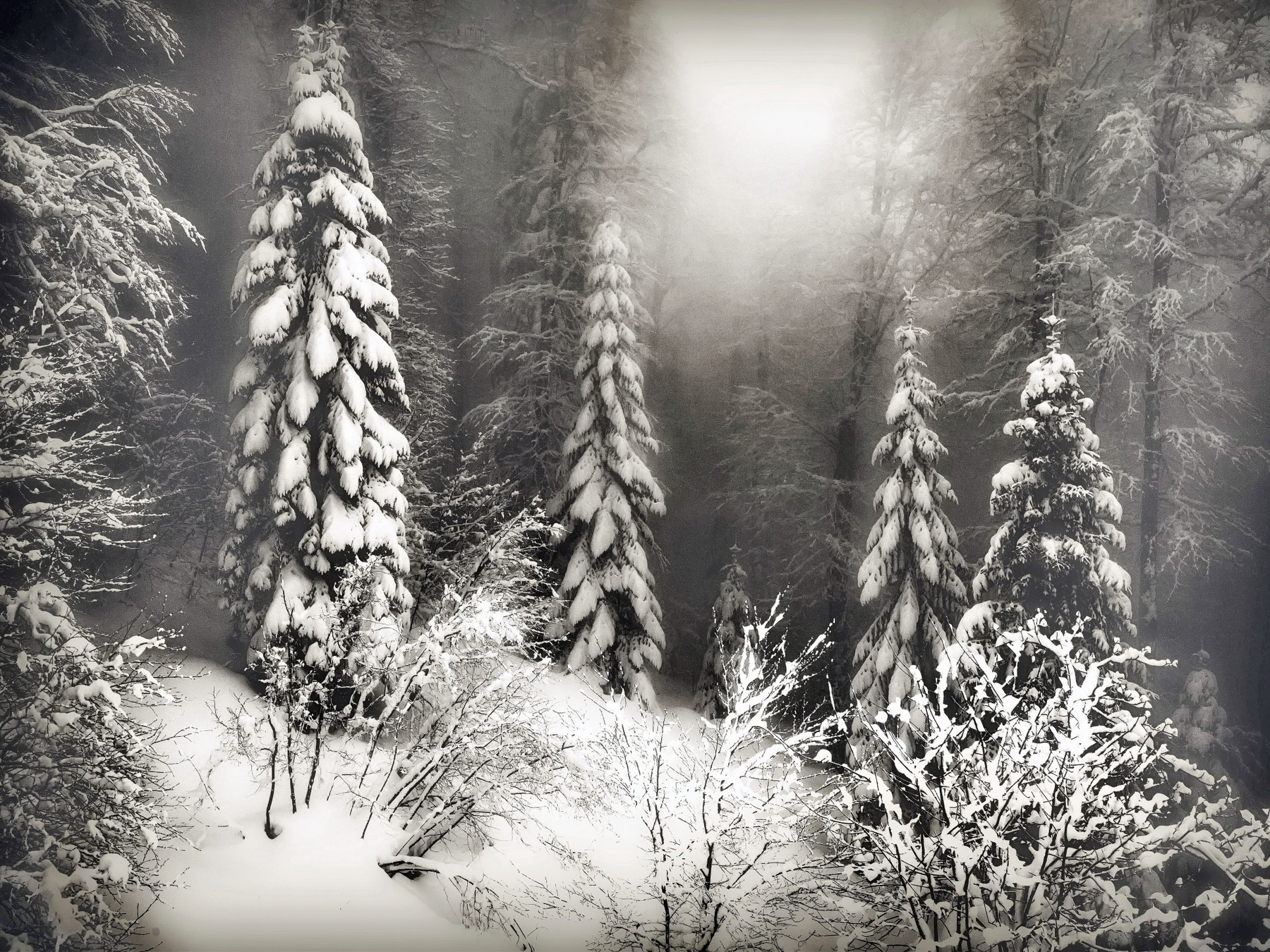 Зимним днём горы зима лес пихты