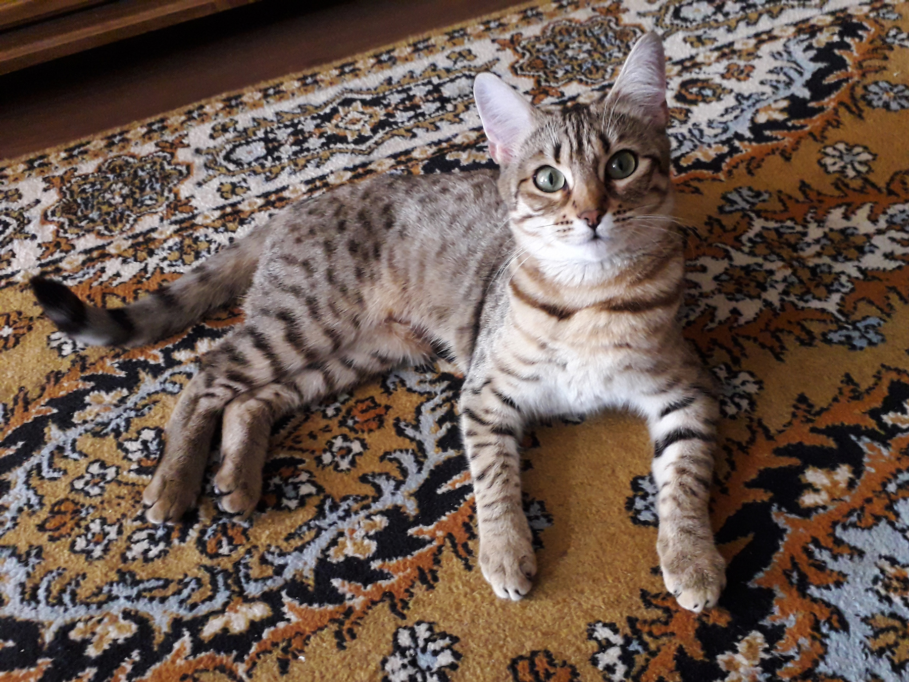 Кошка  на  ковре кошки
