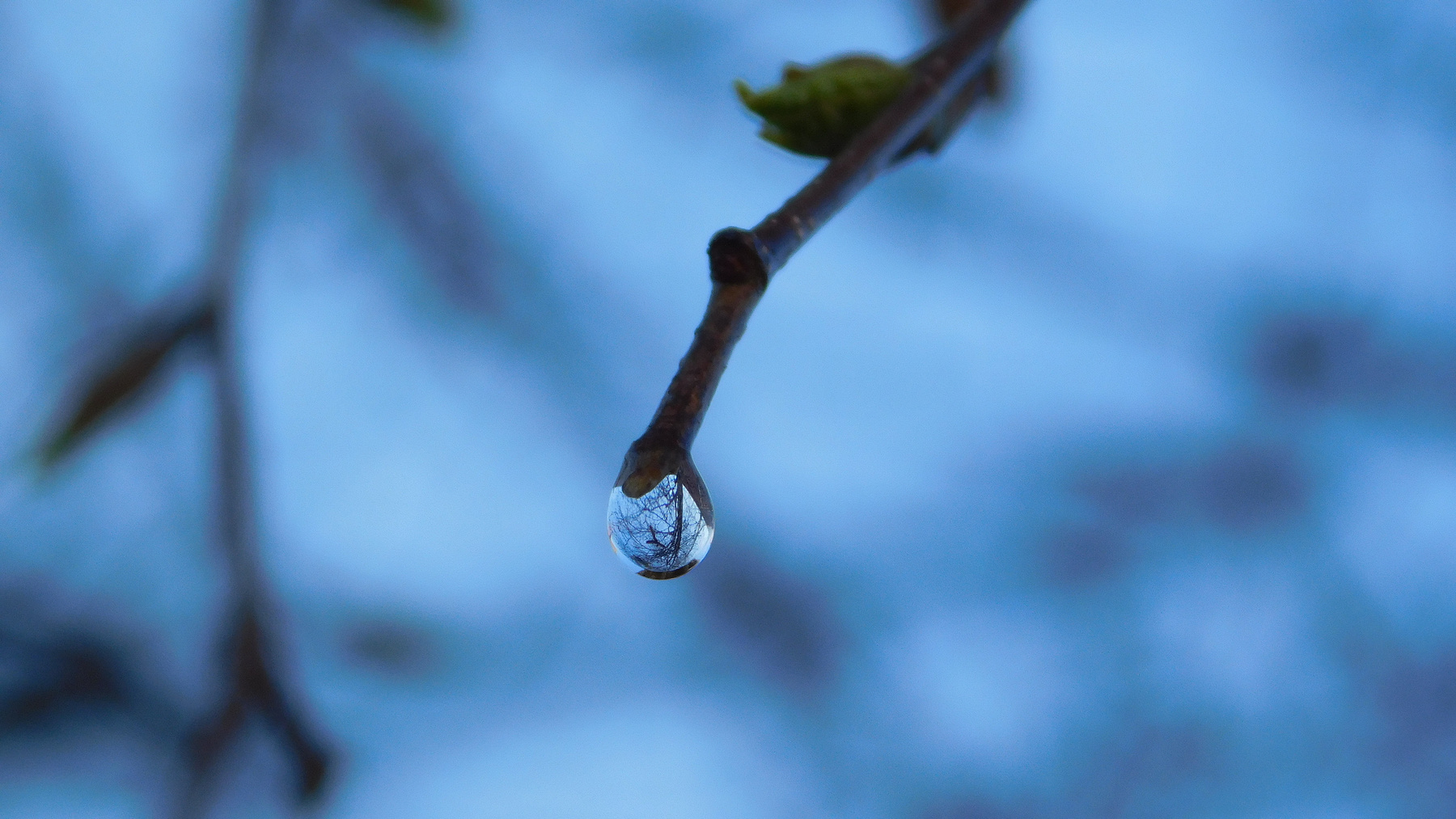 Березовый сок весна макро береза вода капля отражение