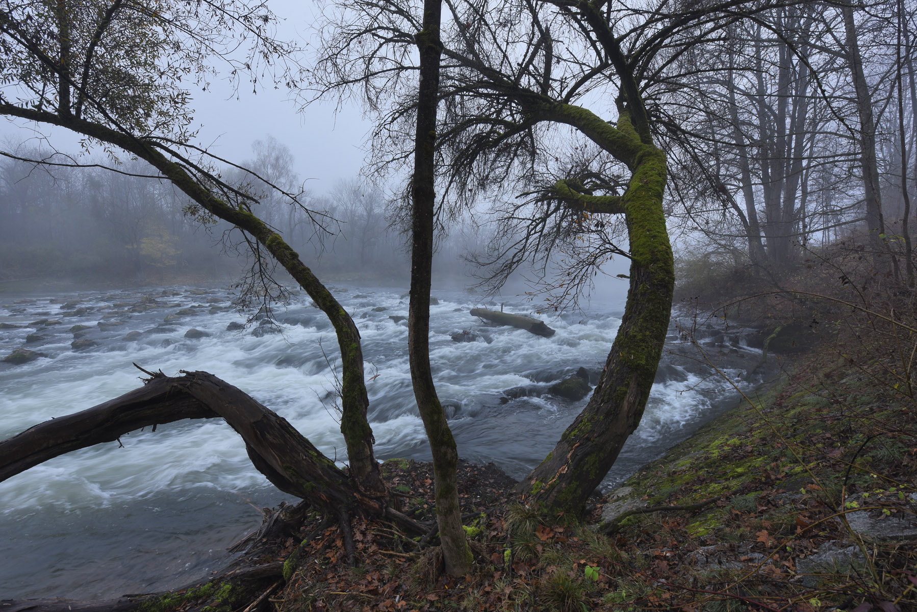 Над потоком река туман дерево