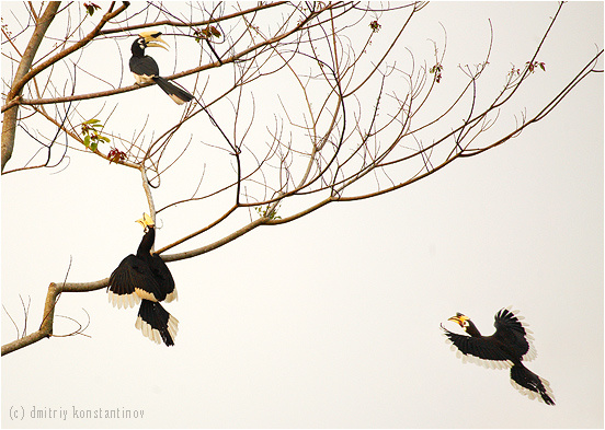 Oriental pied hornbill (Anthracoceros albirostris) 