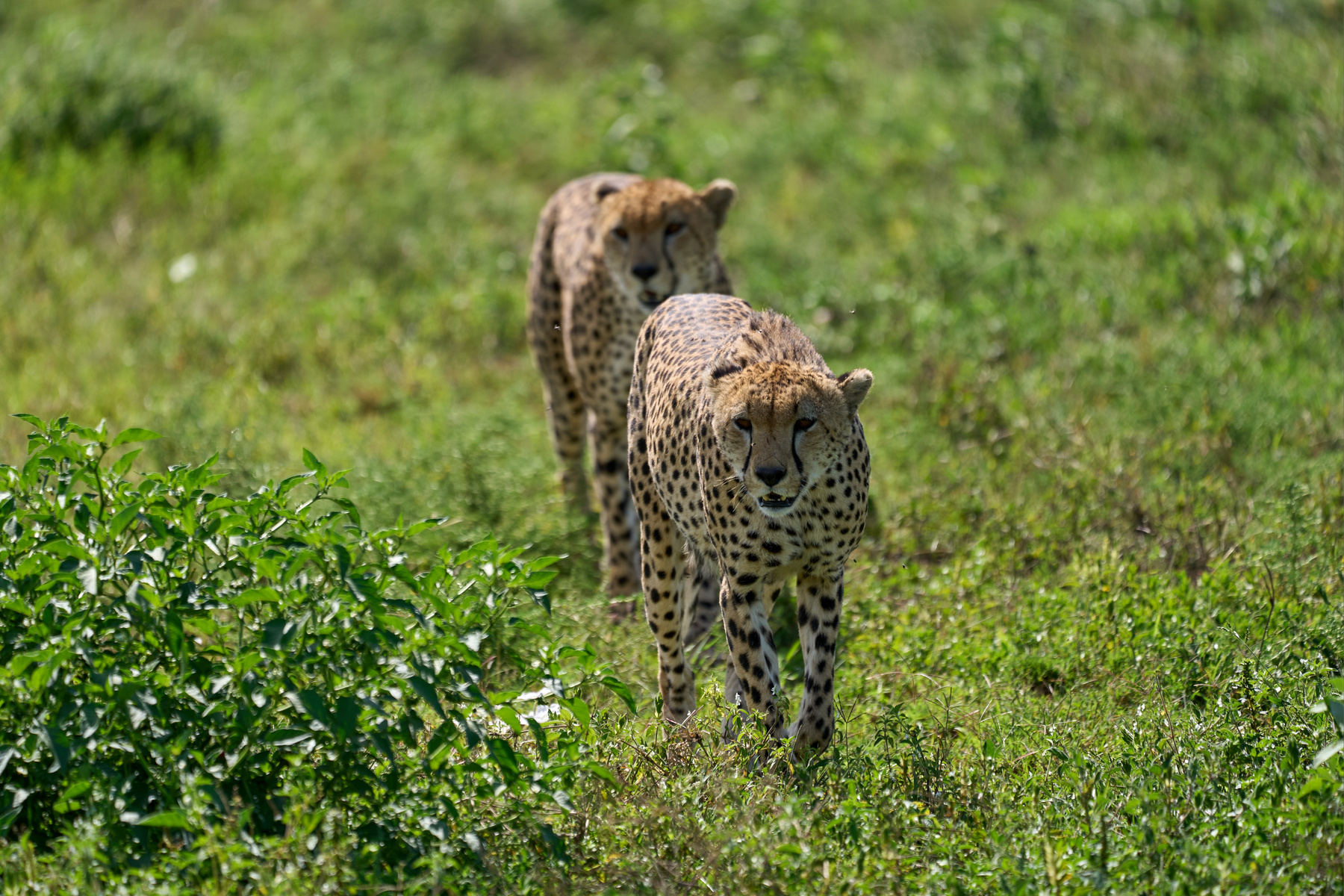 Гепарды Танзания Нгоронгоро Африка природа животные кошки гепарды