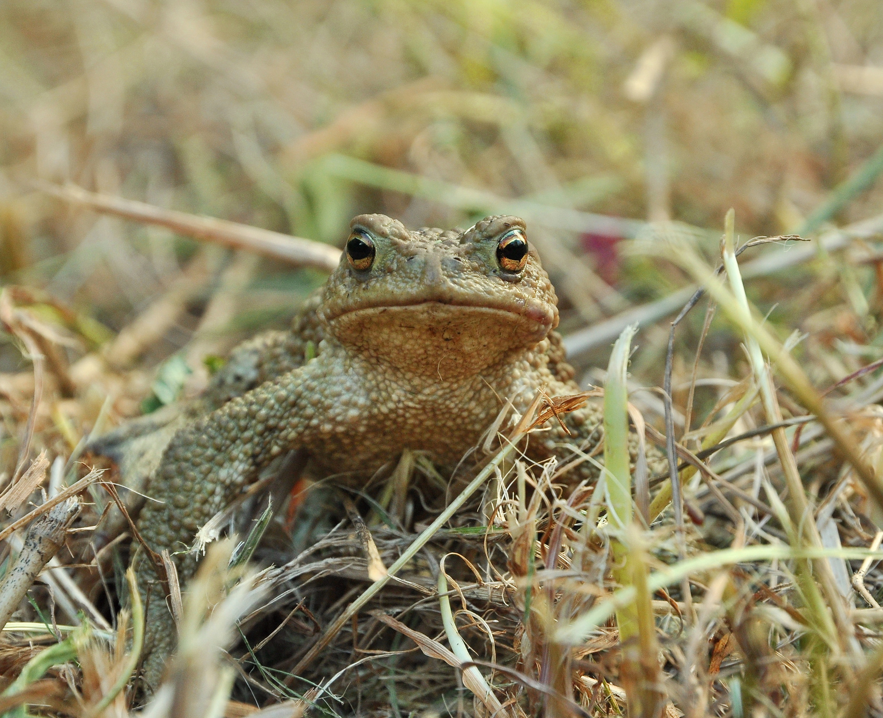 Жаба Nikon природа земноводные жаба
