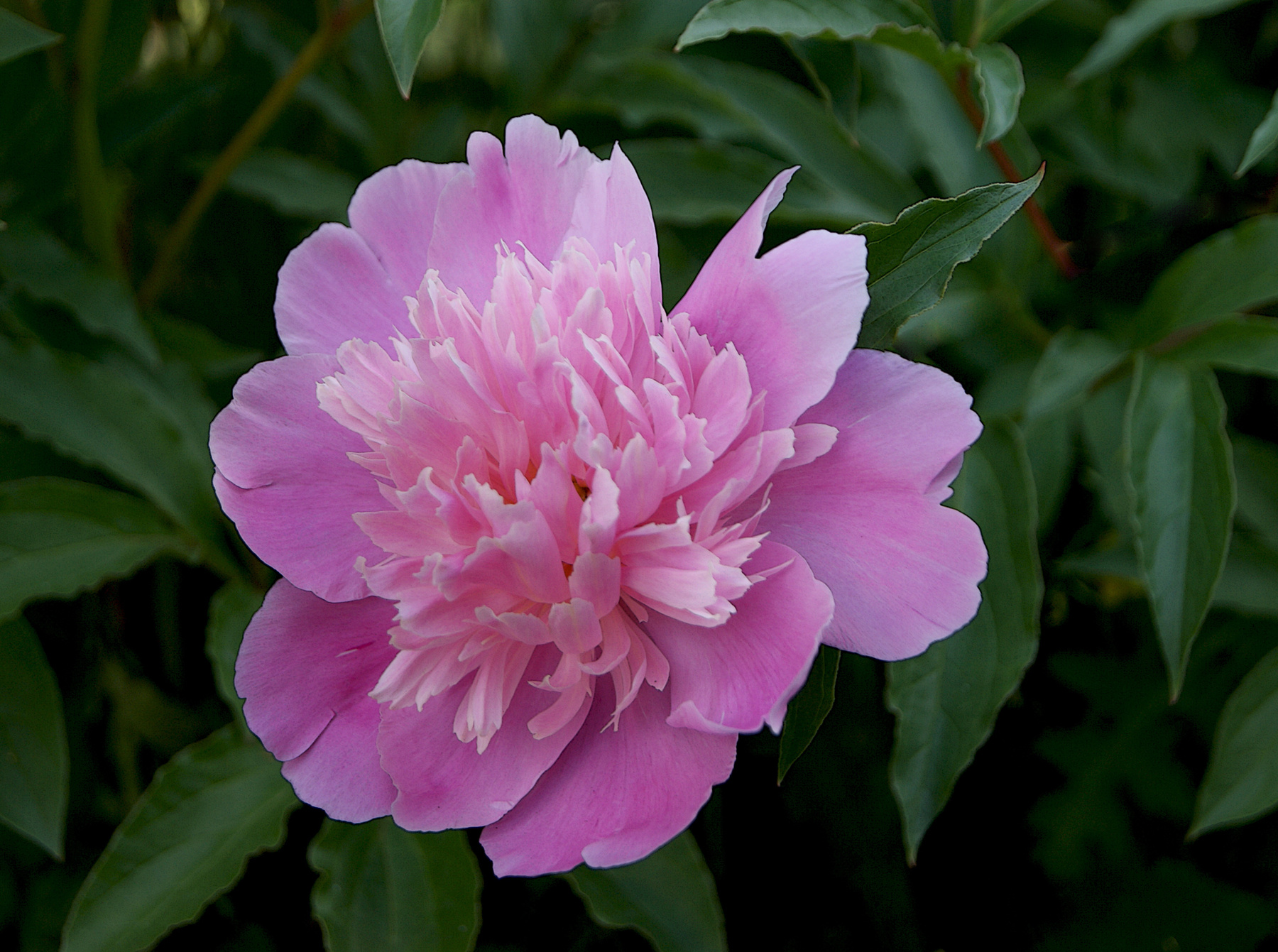 Пион цветет в июне лето июнь цветок розовый пион
