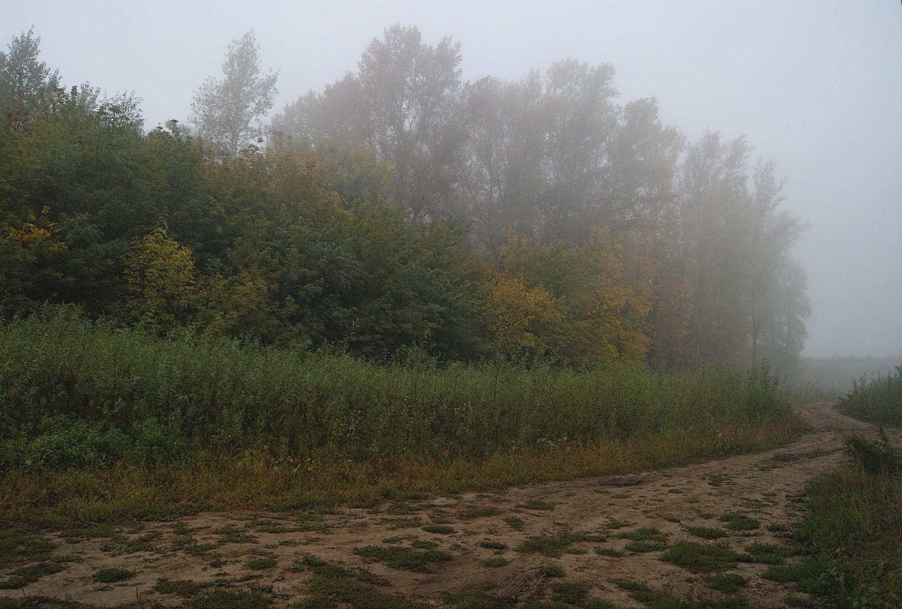 Туманно как-то все Осень утро лес туман сентябрь старая дорога