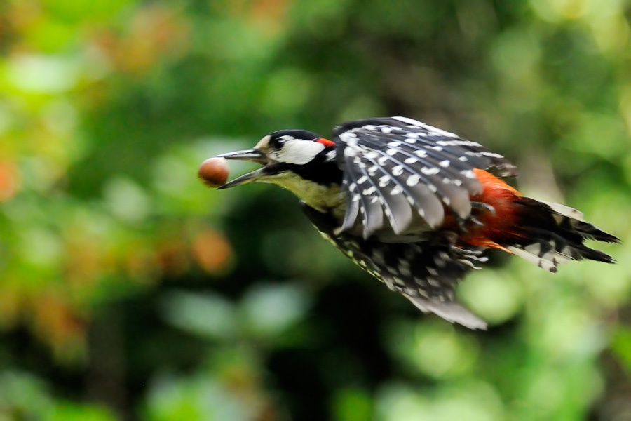 Пёстрое Большой пестрый дятел, Great Spotted Woodpecker, Dendrocopos major