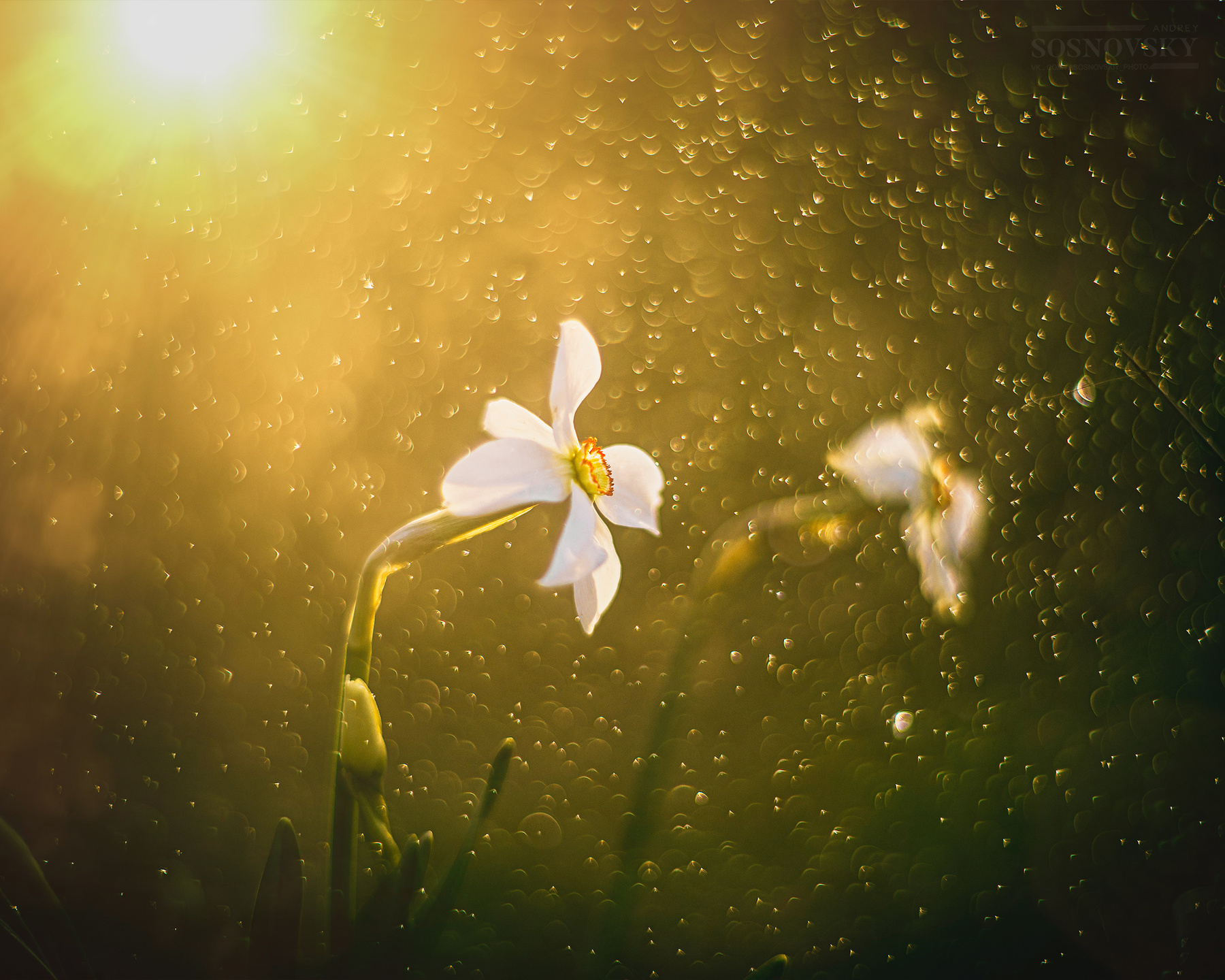 *** белый нарцисс цветы весна боке брызги гелиос