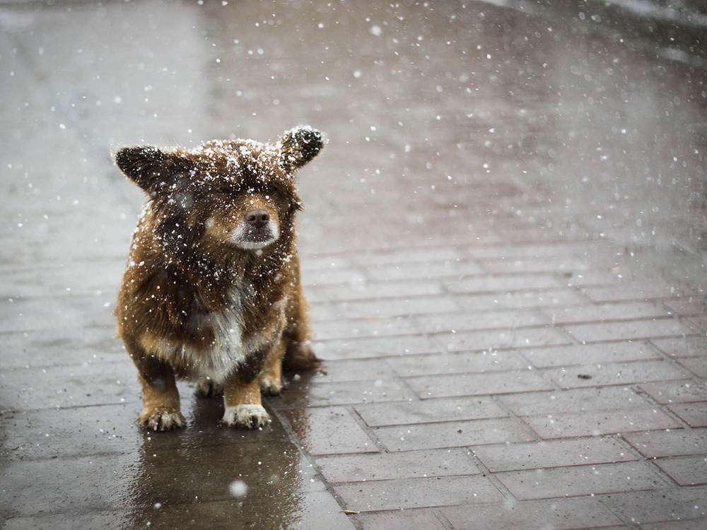 Каштанка одиночество, собака, грусть, снег, холод