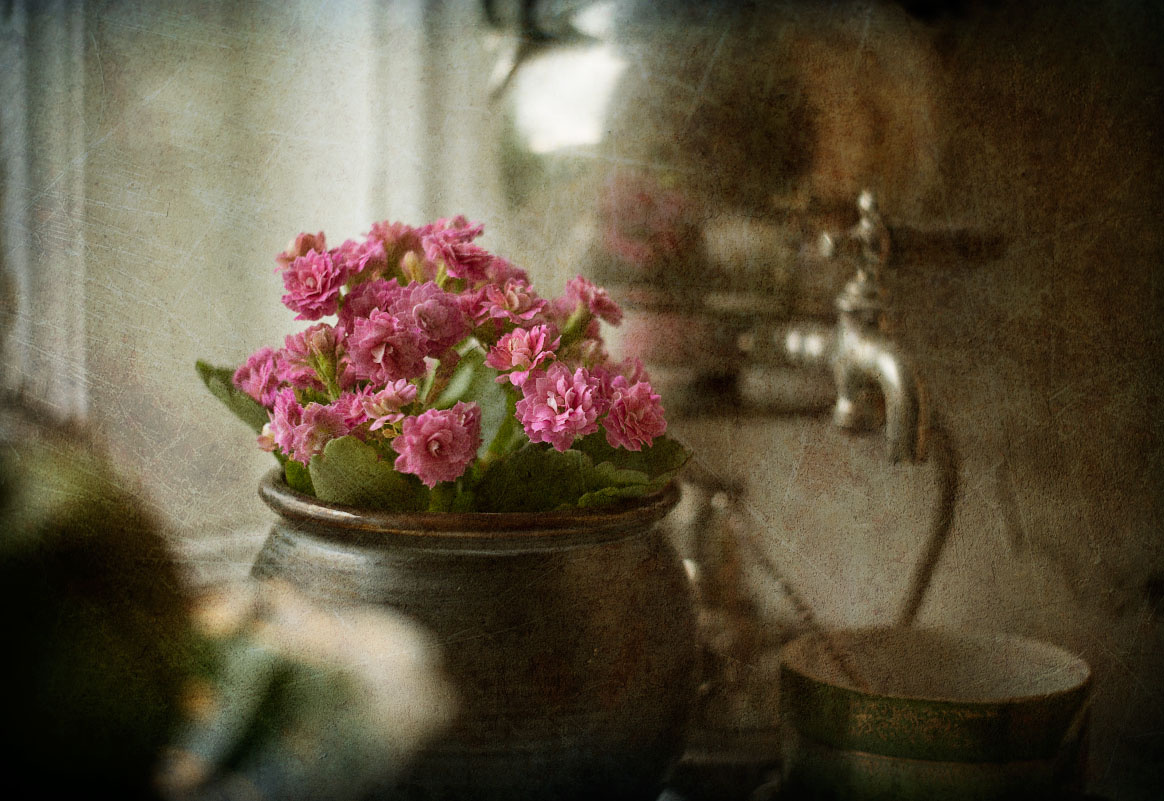 на подоконнике самовар цветы каланхоэ розовы чашка чай подоконник окно