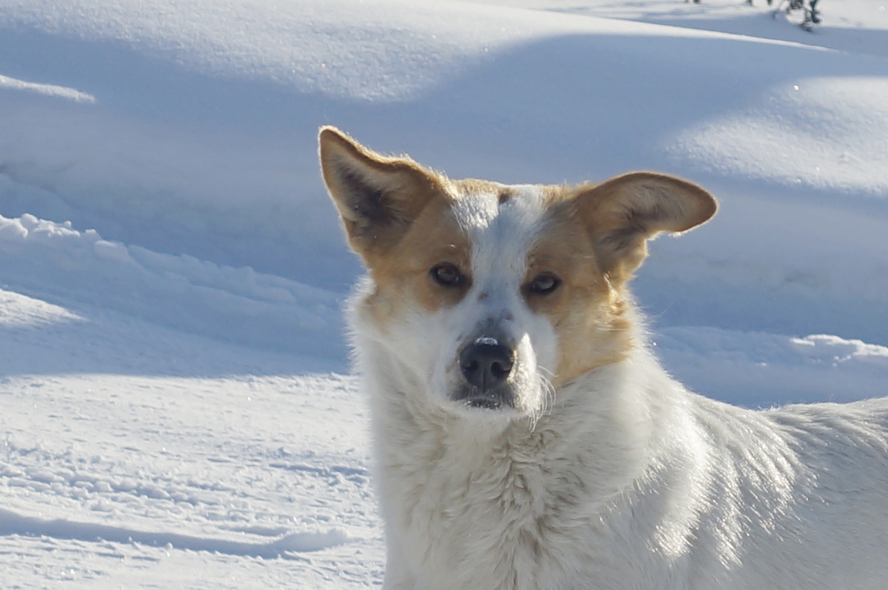 Зимняя дачница собака дачи зима