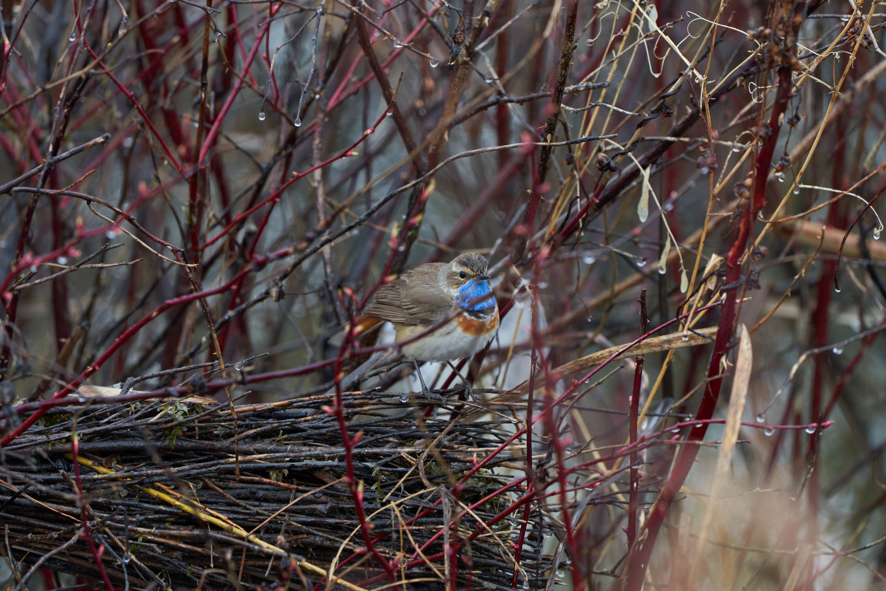Варакушка. Птицы природа весна фотоохота