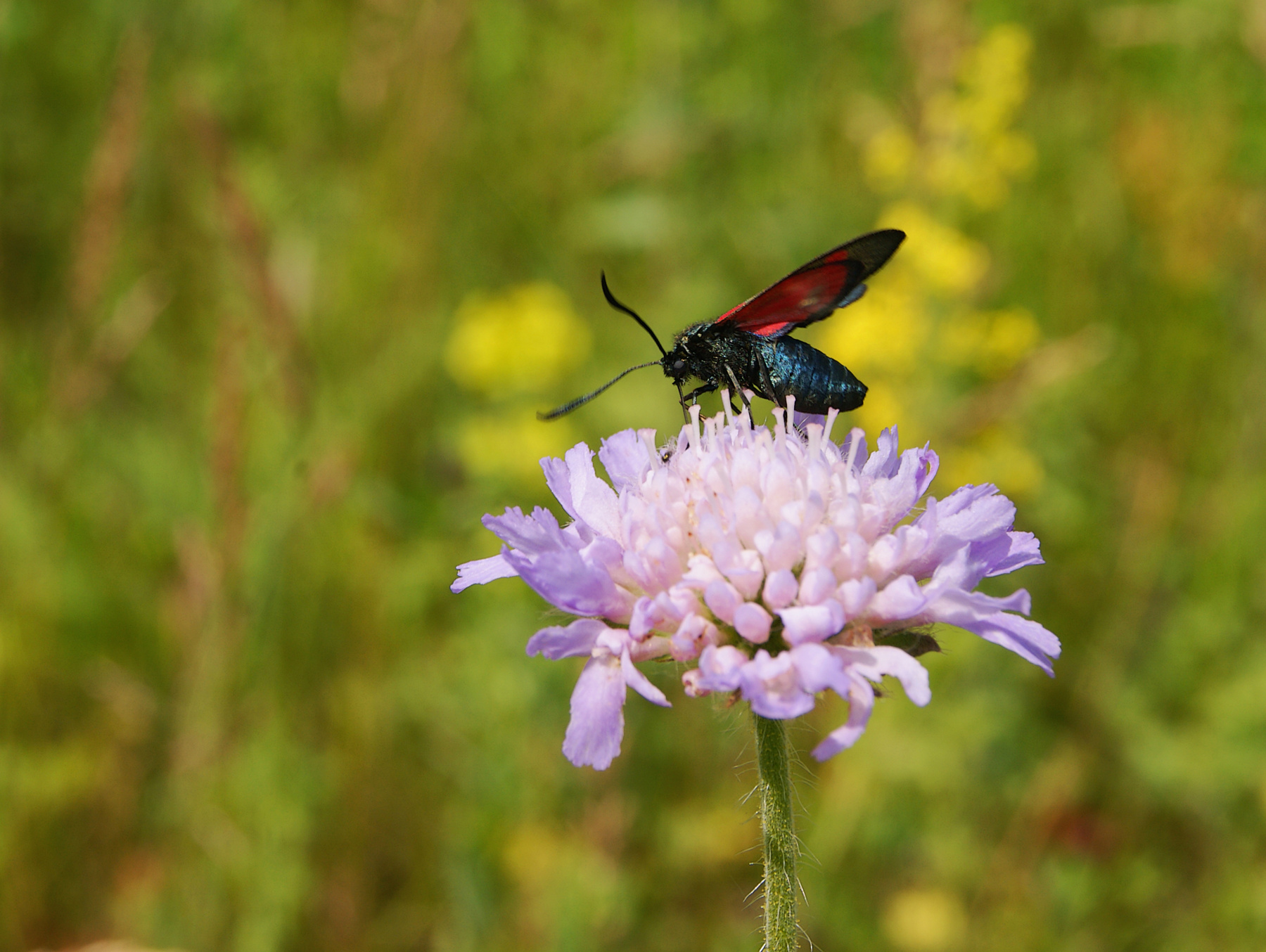 Цветок и чудовище цветок короставник полевой бабочка пестрянка