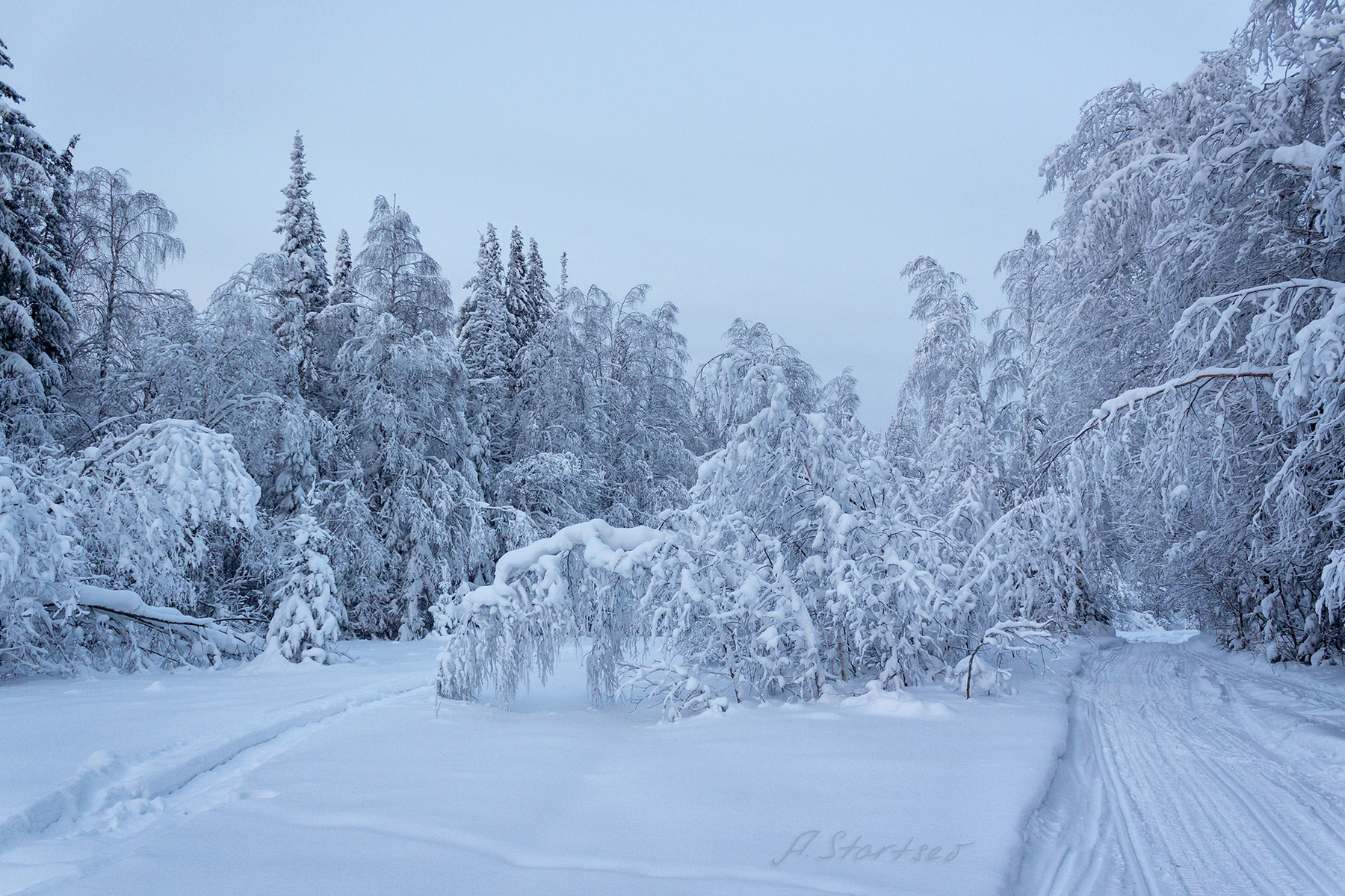 Зимний лес зима снег лес деревья пейзаж природа Пермский_край туризм Урал лыжня вечер