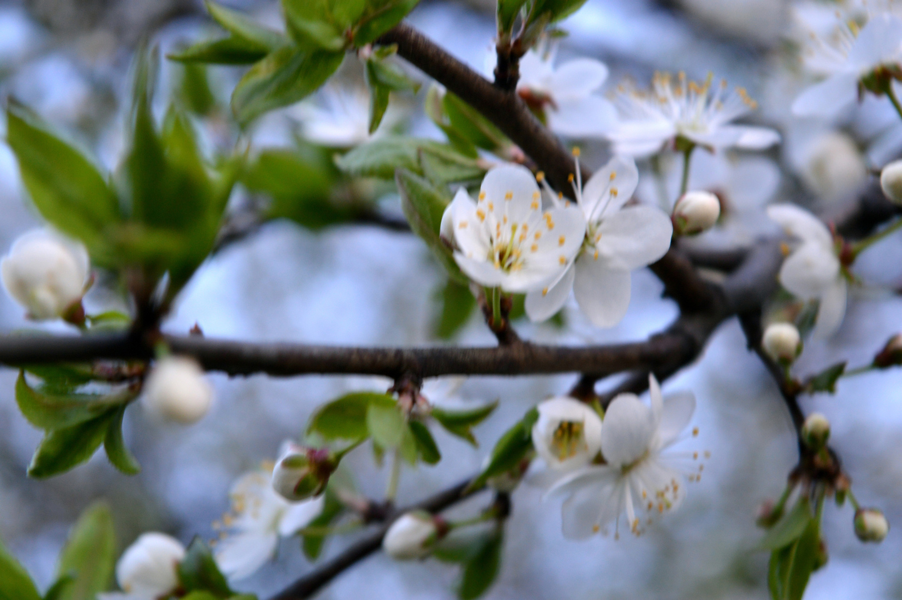 цветки яблони цветы цветущая яблоня дерево весна