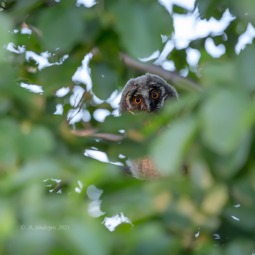 Глаза совы сова птенец глаза природа