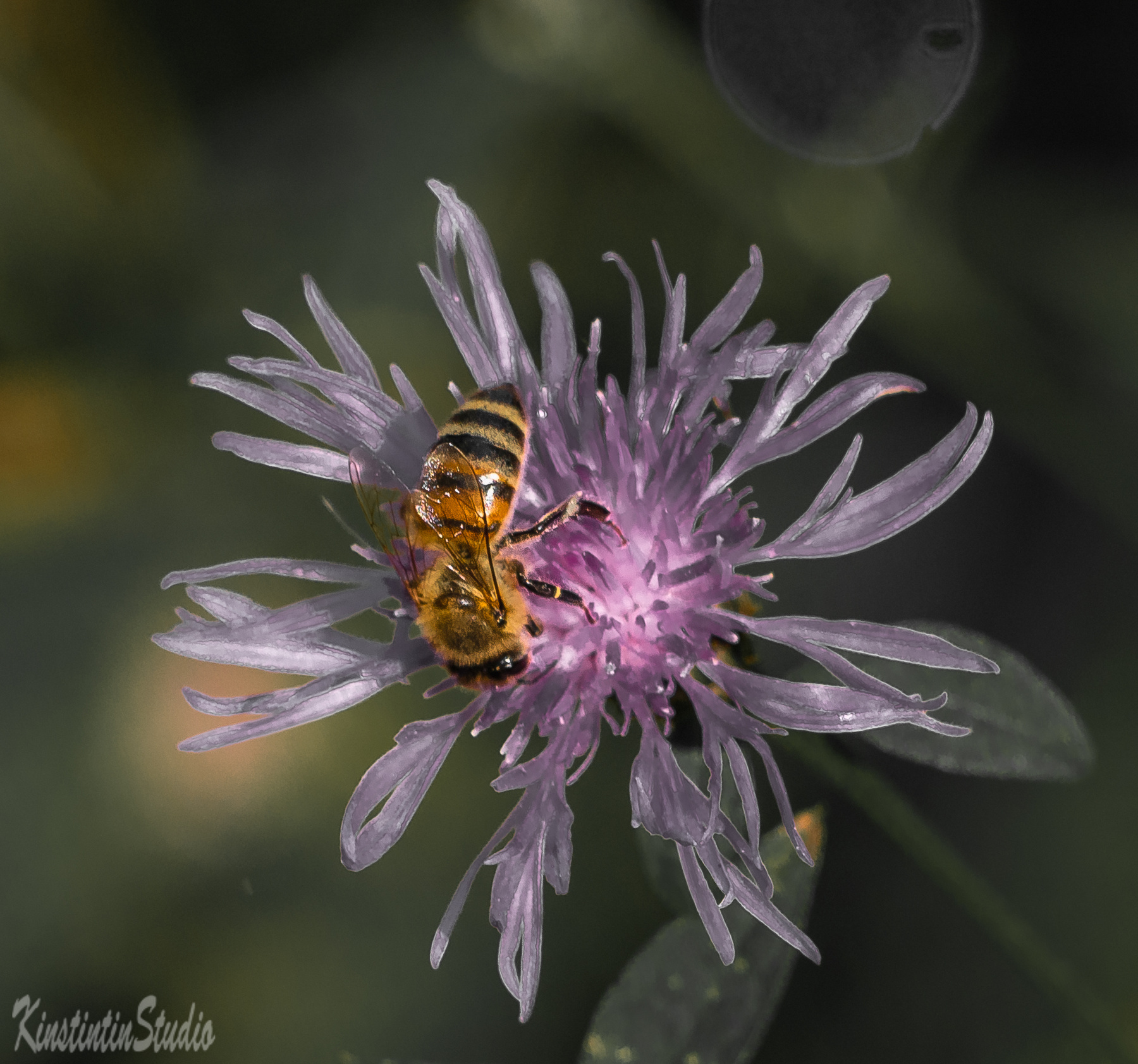 Пчела на цветке... пчела цветок осень сентябрь
