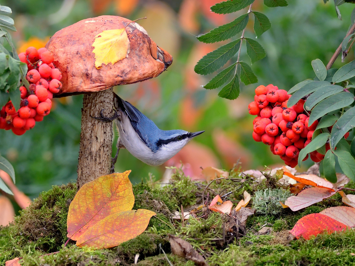 В осеннем лесу природа птицы фотоохота поползень осень грибы