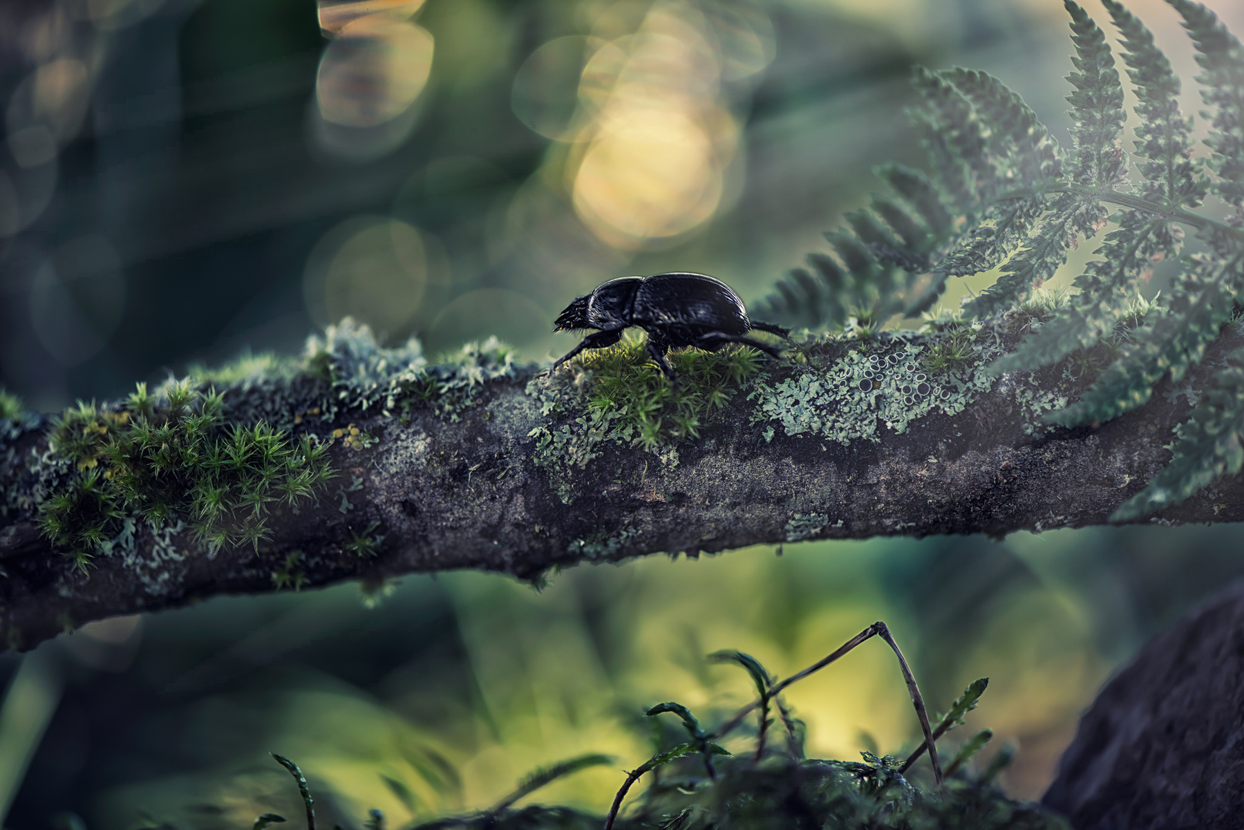 В тени леса природа лес жук макро папаротник