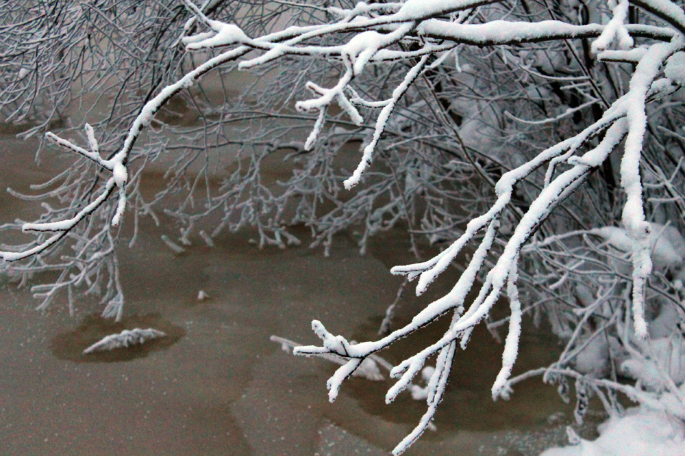 Стадо оленей Зима снег деревья