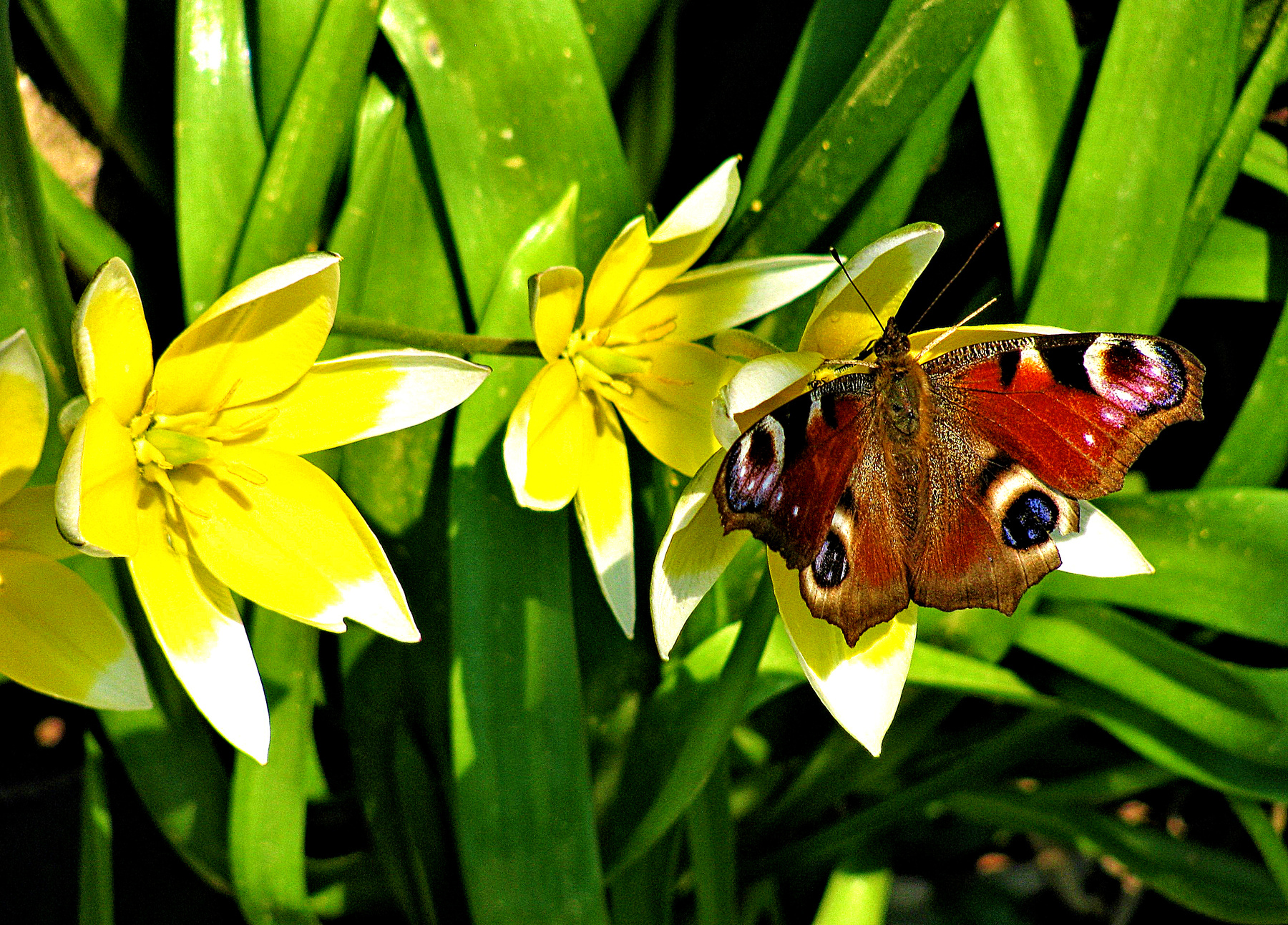 Бабочка на цветке бабочка цветок весна