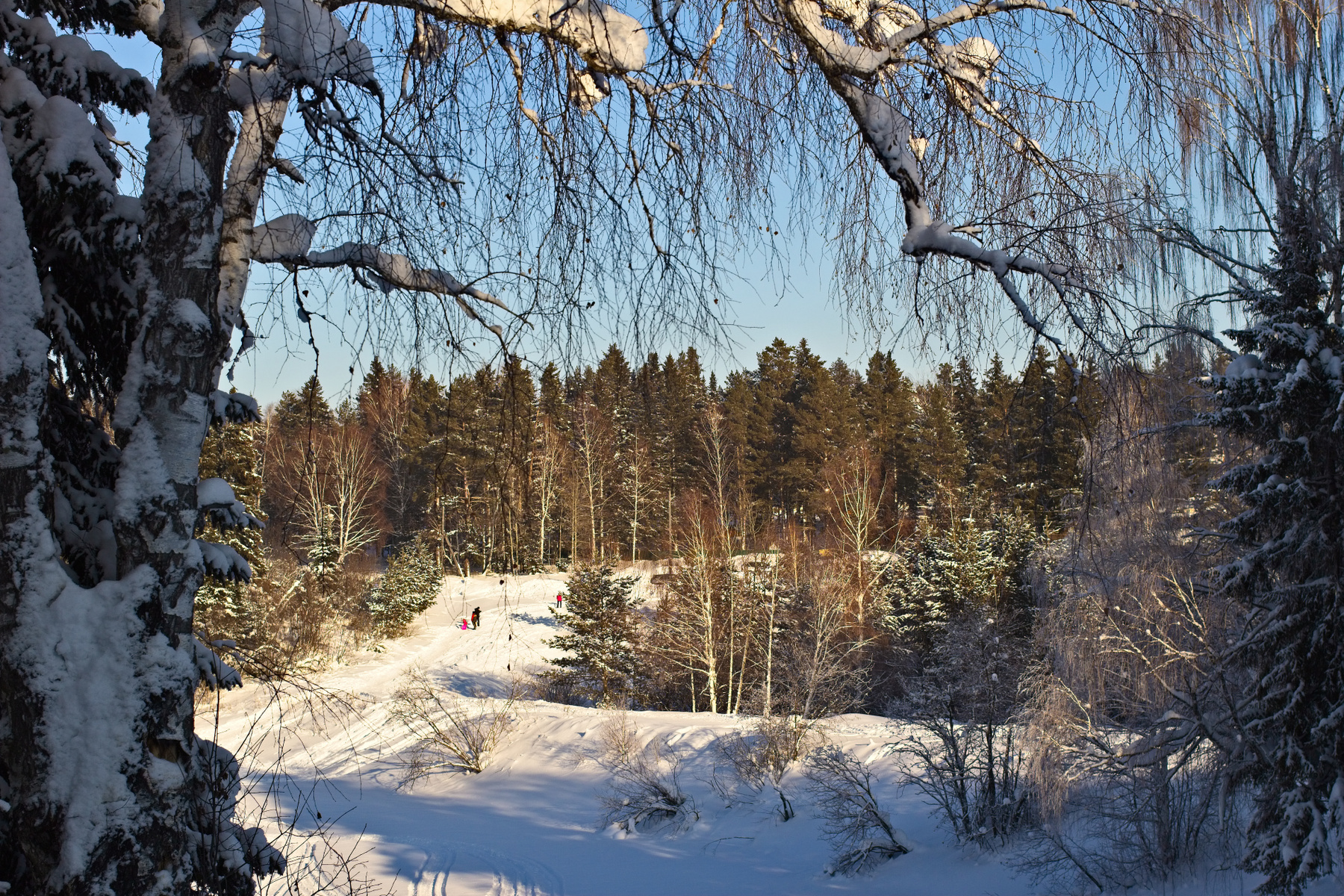 погода была прекрасная) зима природа лес мороз прогулка снег солнце тени ели сибирь