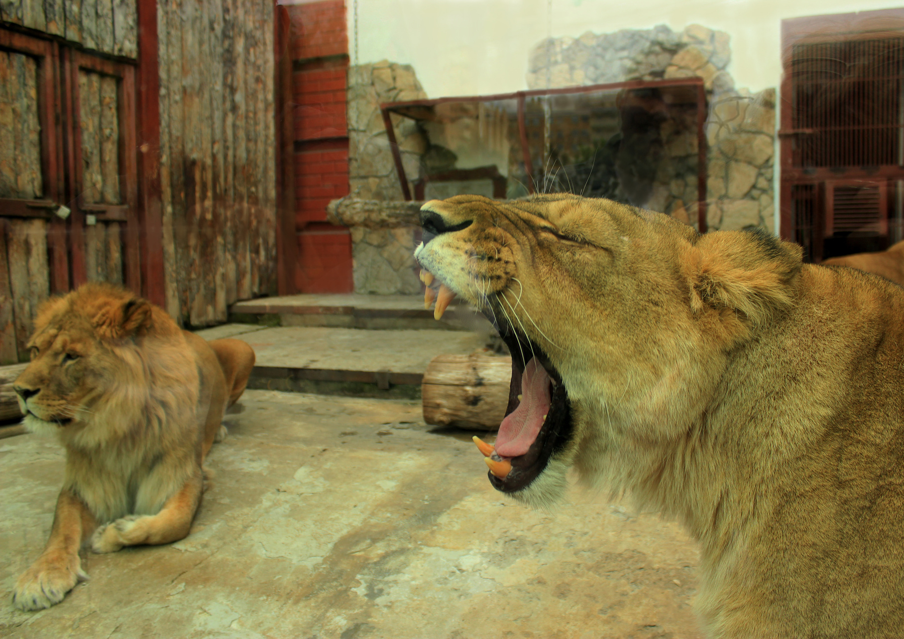 В зоопарке Екатеринбурга.. звери львы