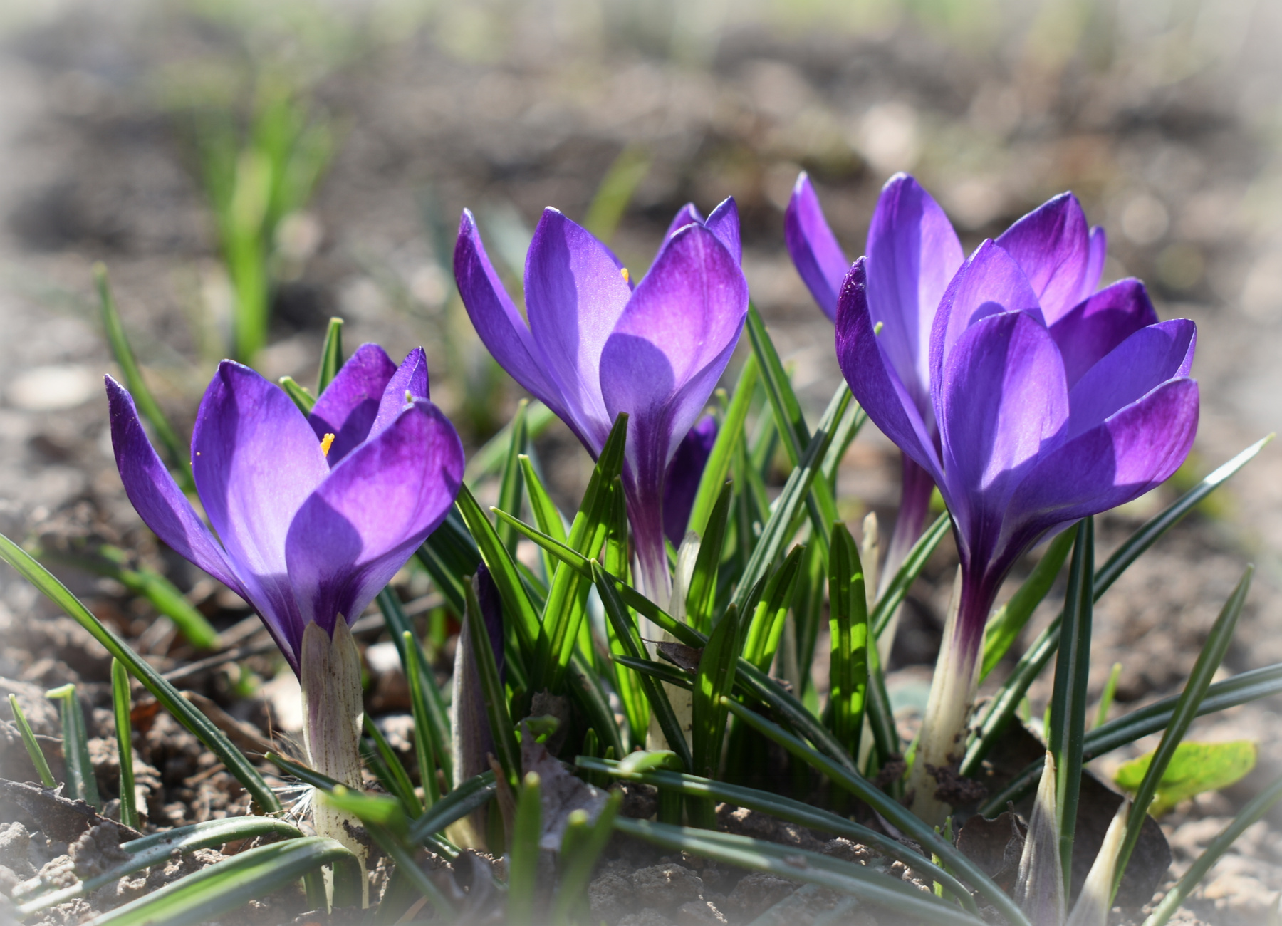 Нежные первоцветы март крокусы весна