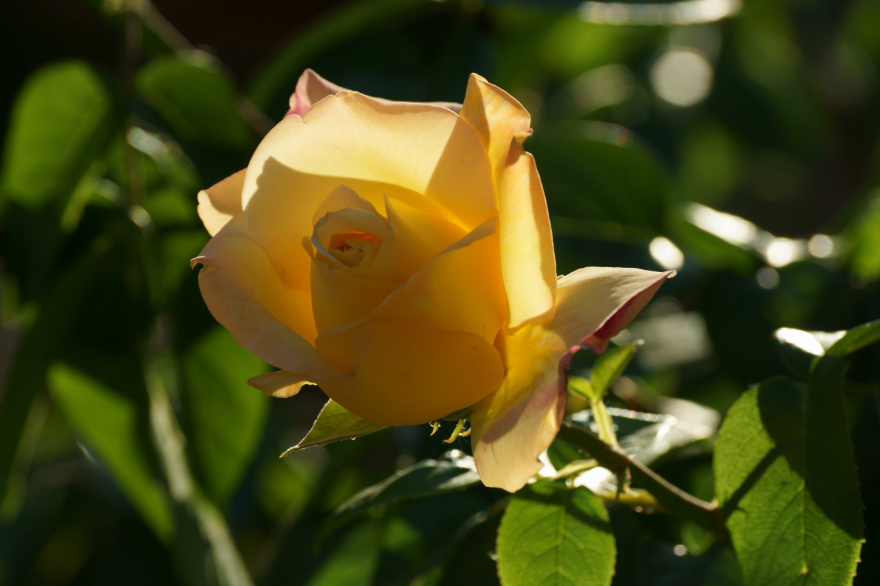 Жёлтая роза 