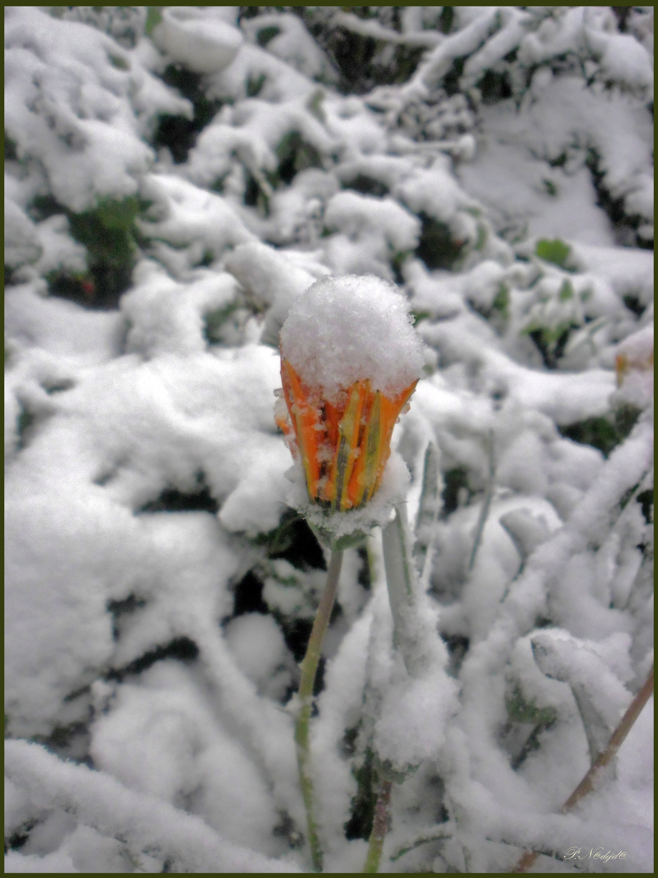 Чудеса природы... осень снег цветы газания