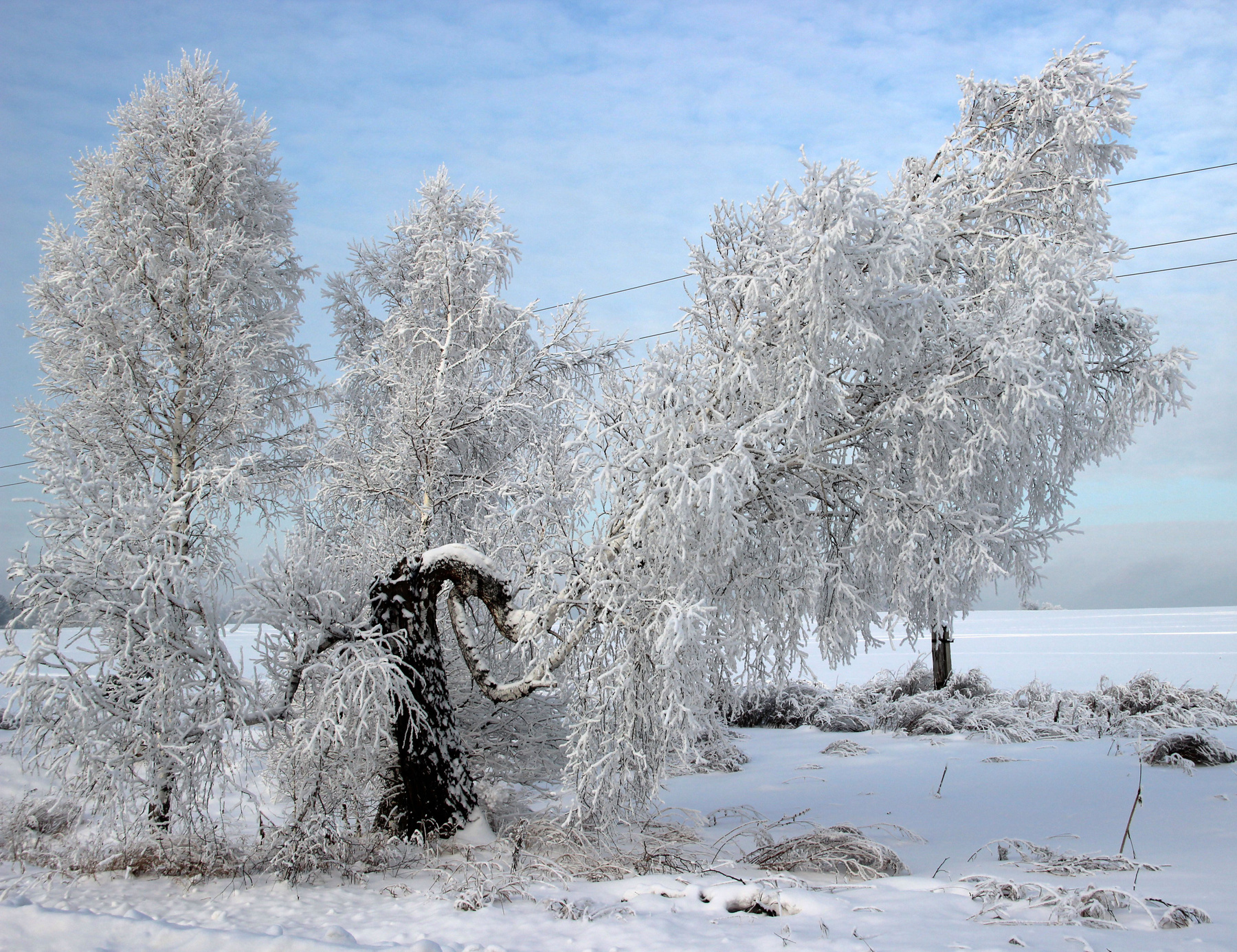 Это жизнь Сибирь зима иней серебро снег деревья