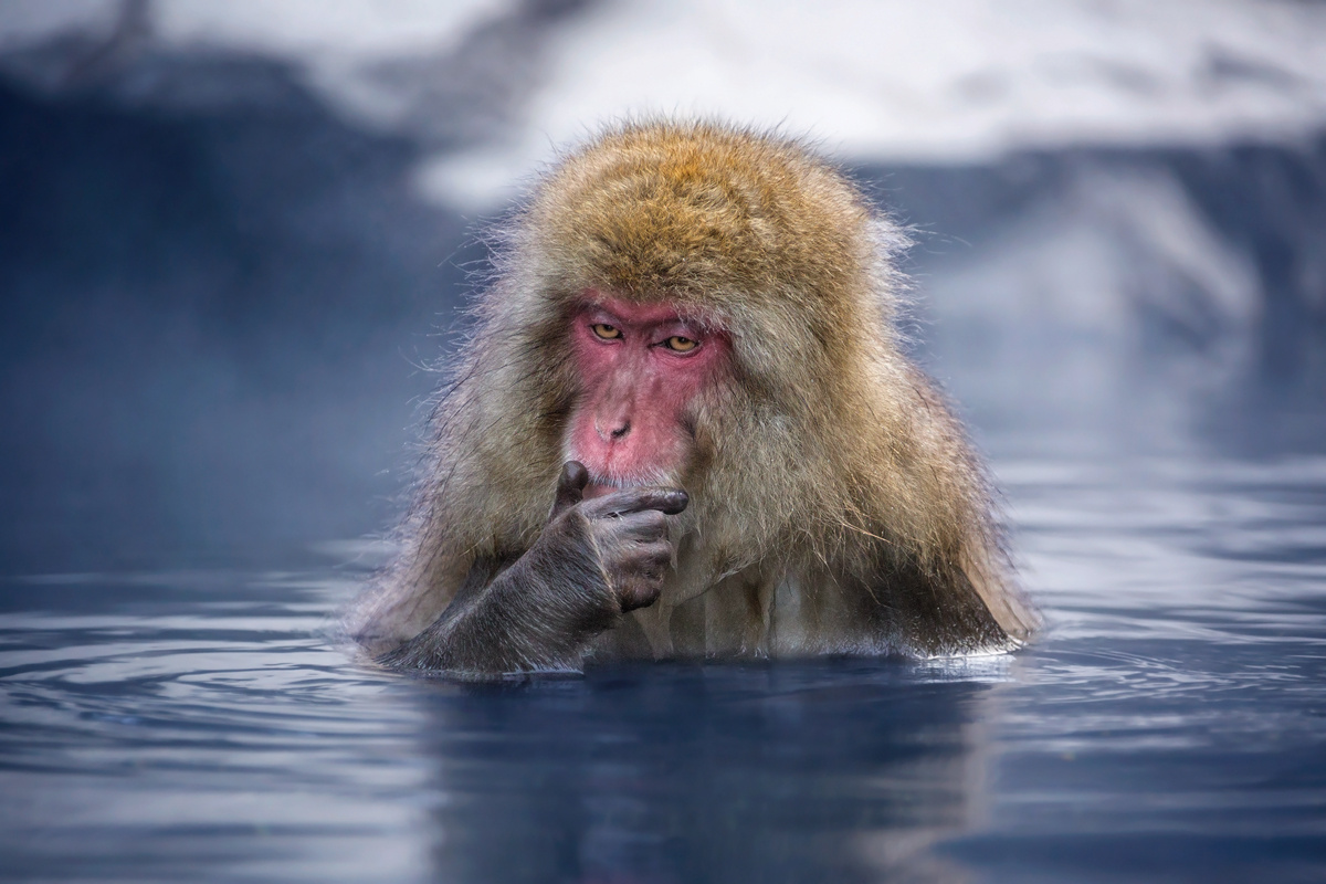 Мыслитель Япония снежные обезьяны