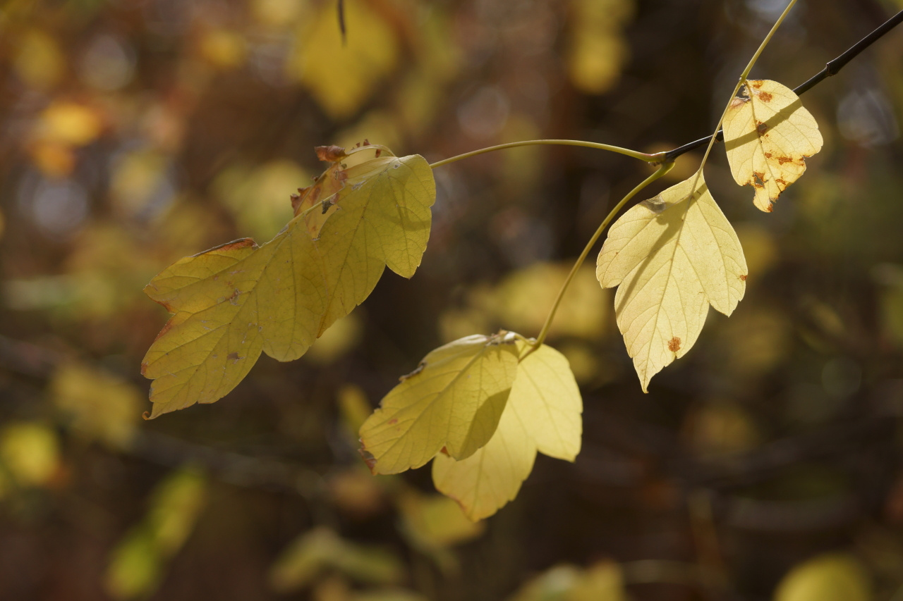 Солнечный свет в жёлтых листьях 