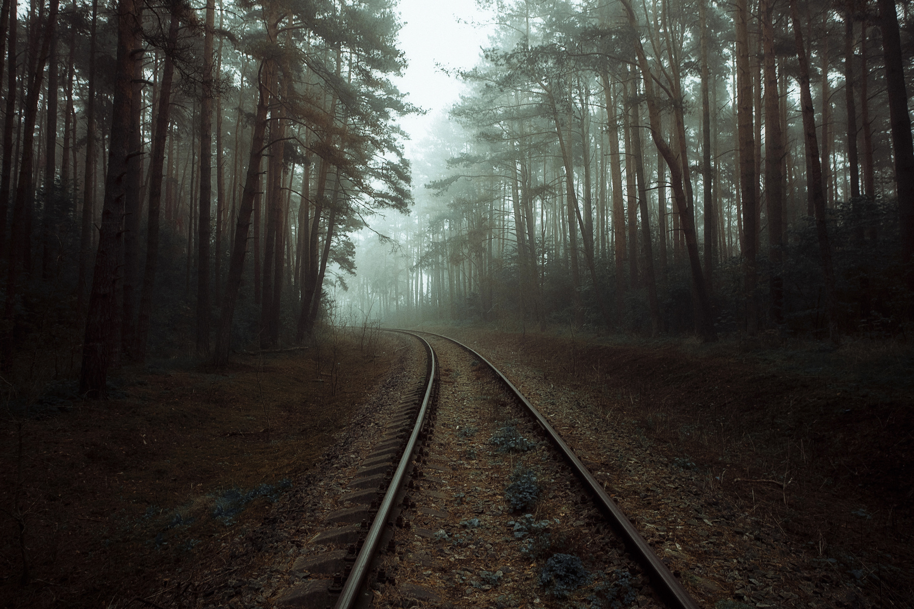 Ожидая поезд призрак Природа пейзаж туман лес дорога