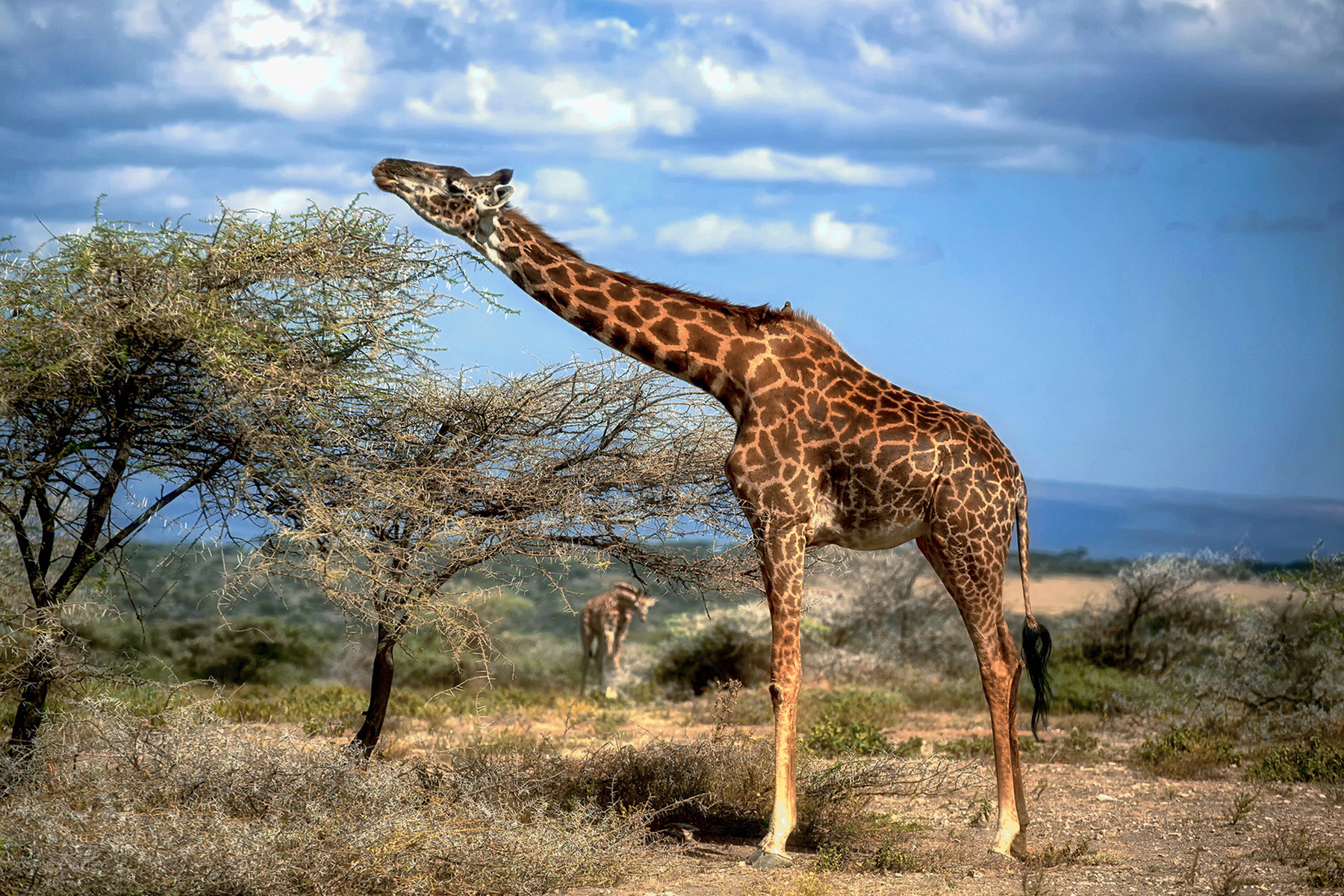 Гармония в саване животные жираф савана африка