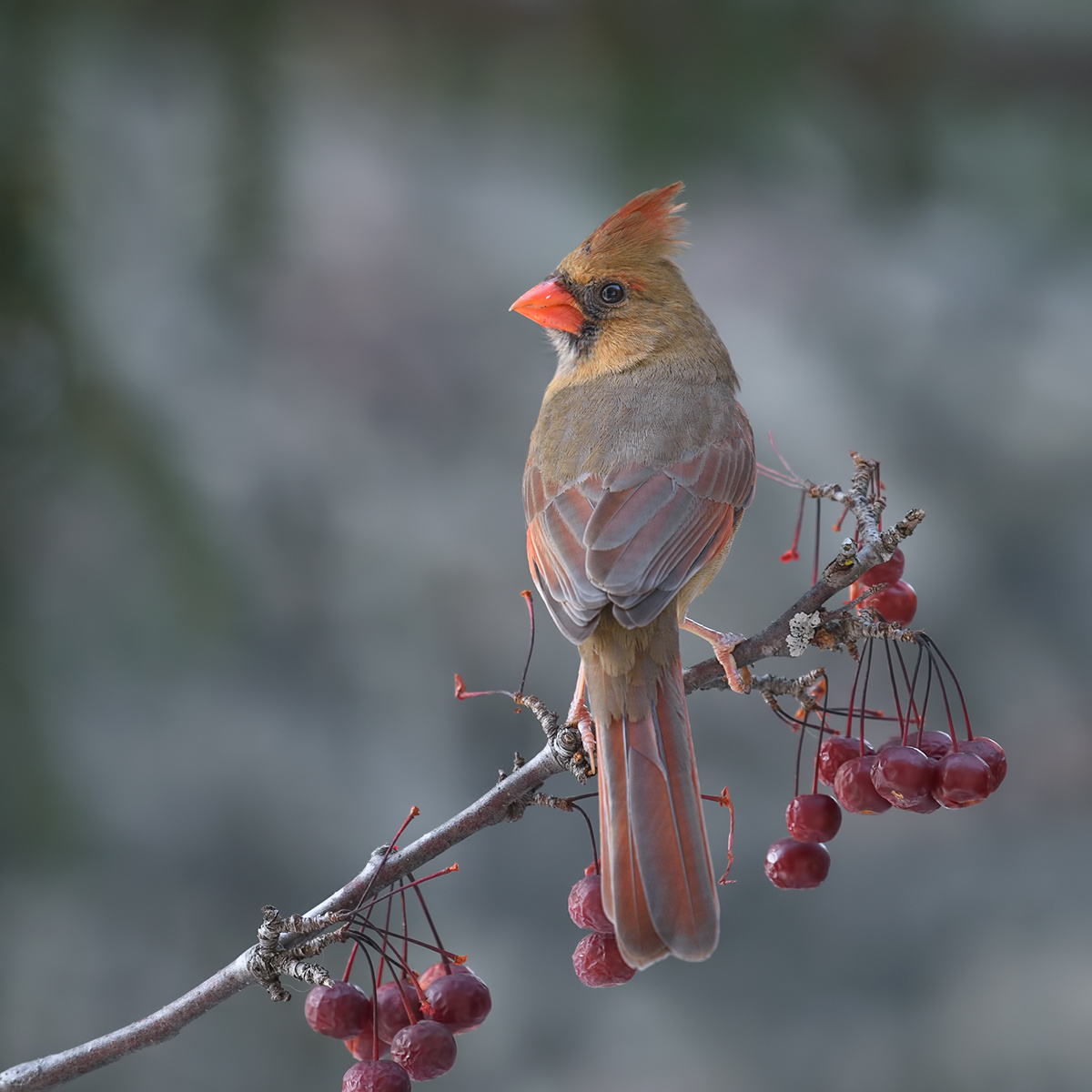 Northern cardinal  (female) 