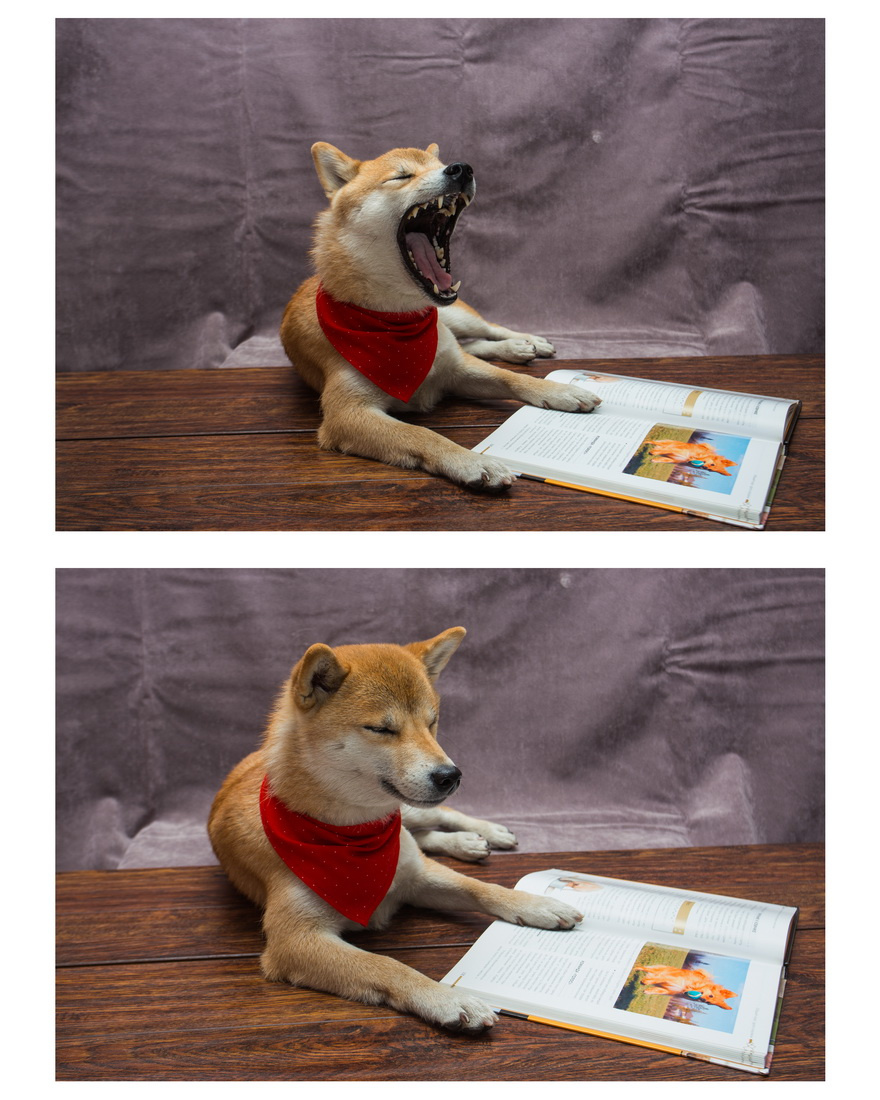 Дистанционное обучение собаки сиба-ину учеба образование шиба сиба фотосессии книги