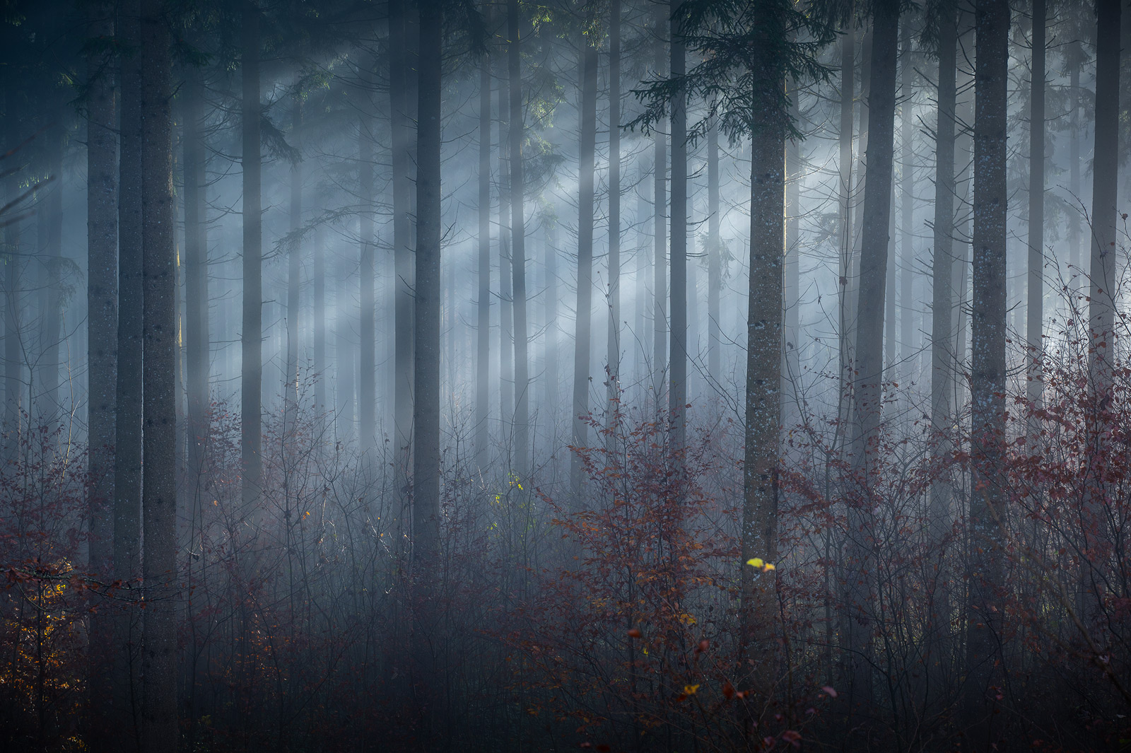Foggy mood fog forest tree trees туман лес деревья дерево
