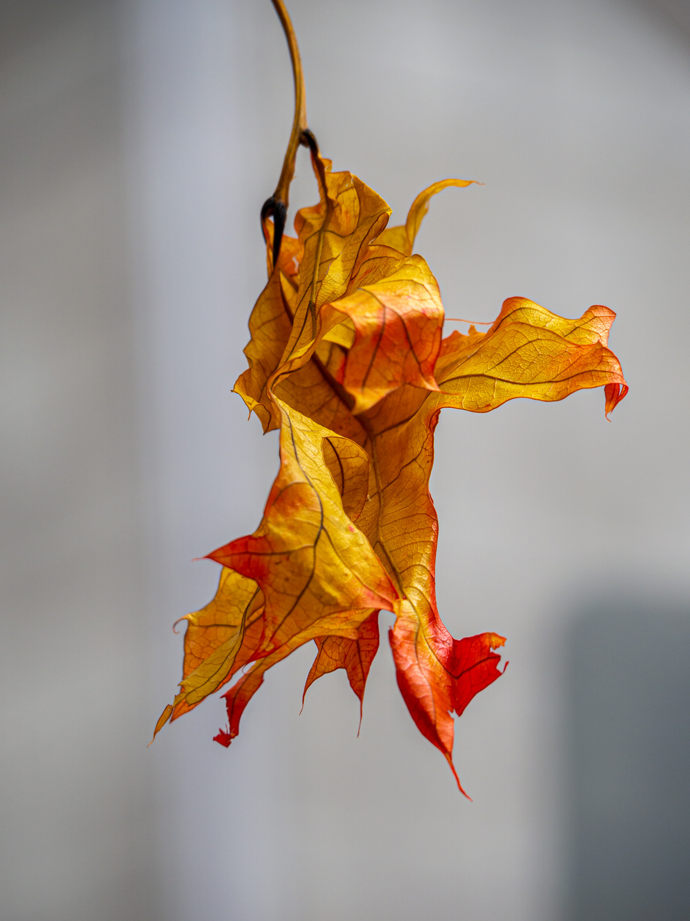 Объятия осени лист осень
