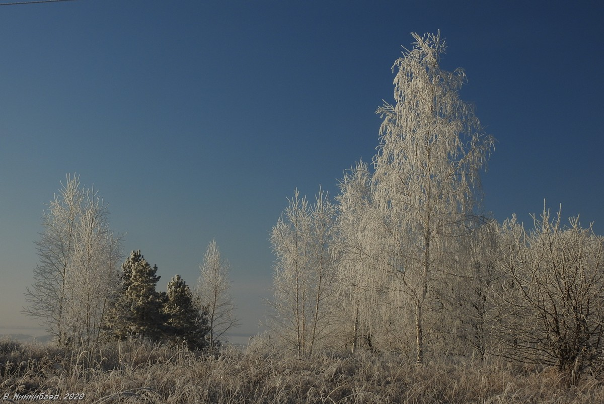 Морозный день пейзаж природа зима лес